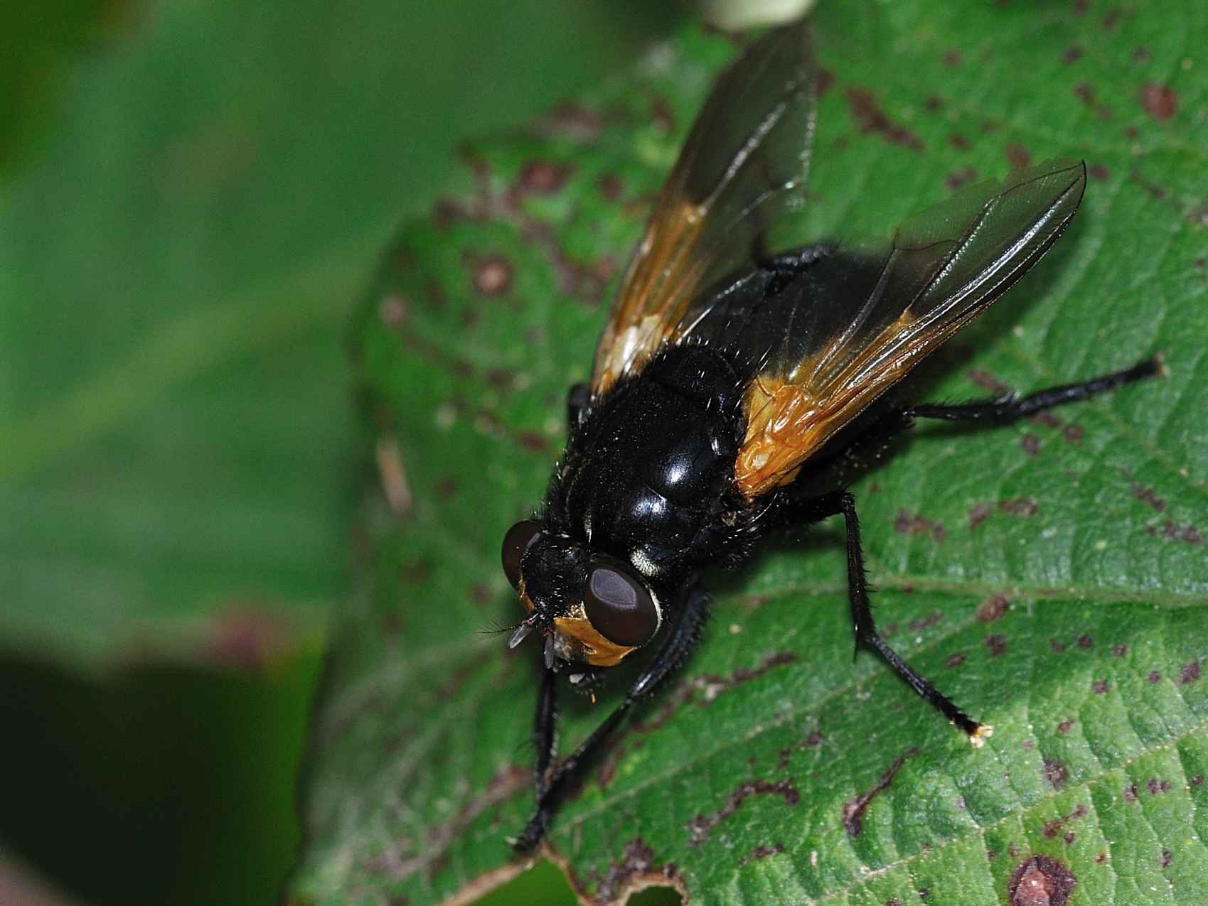 Mesembrina meridiana