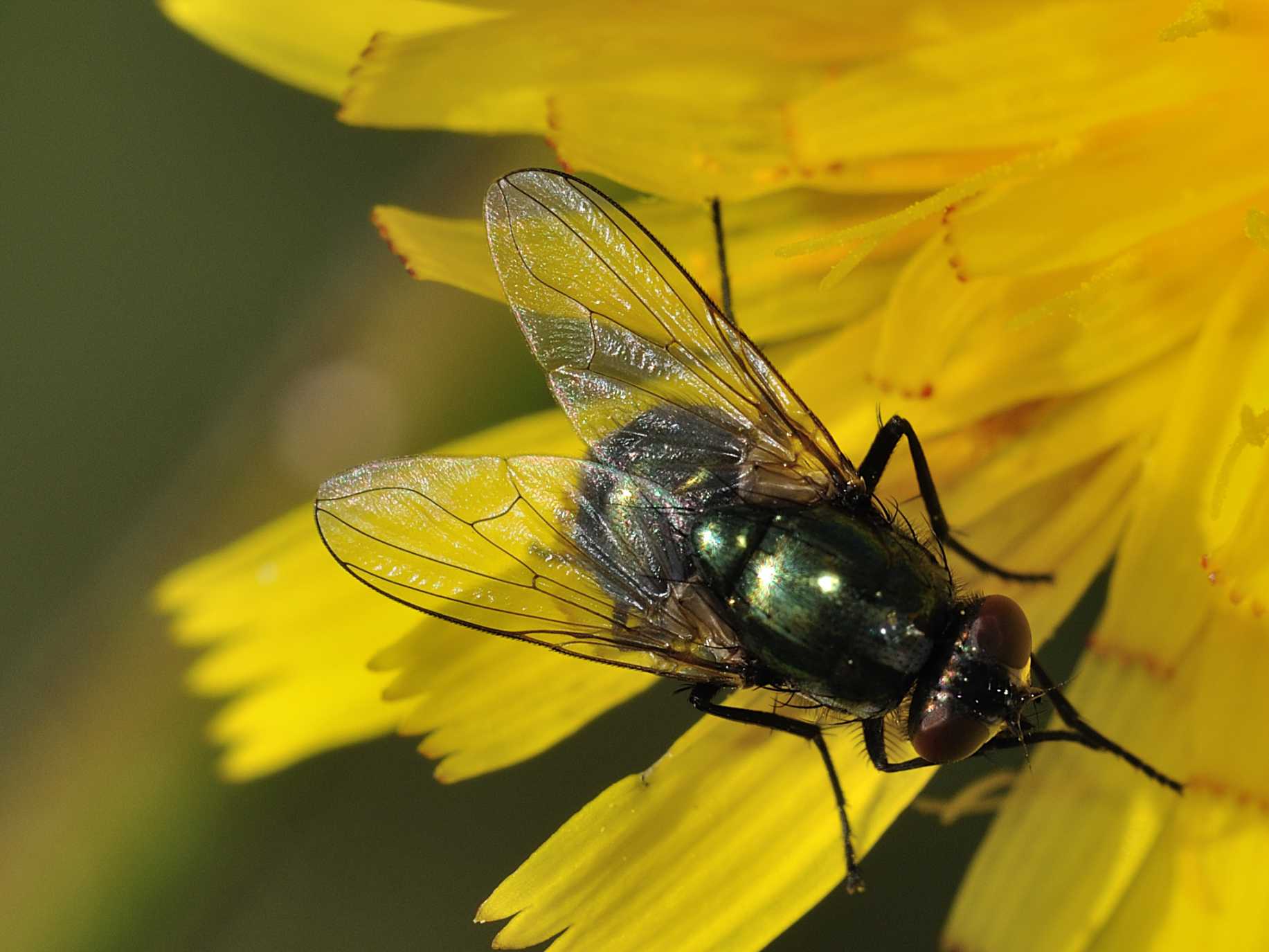 ID Diptera