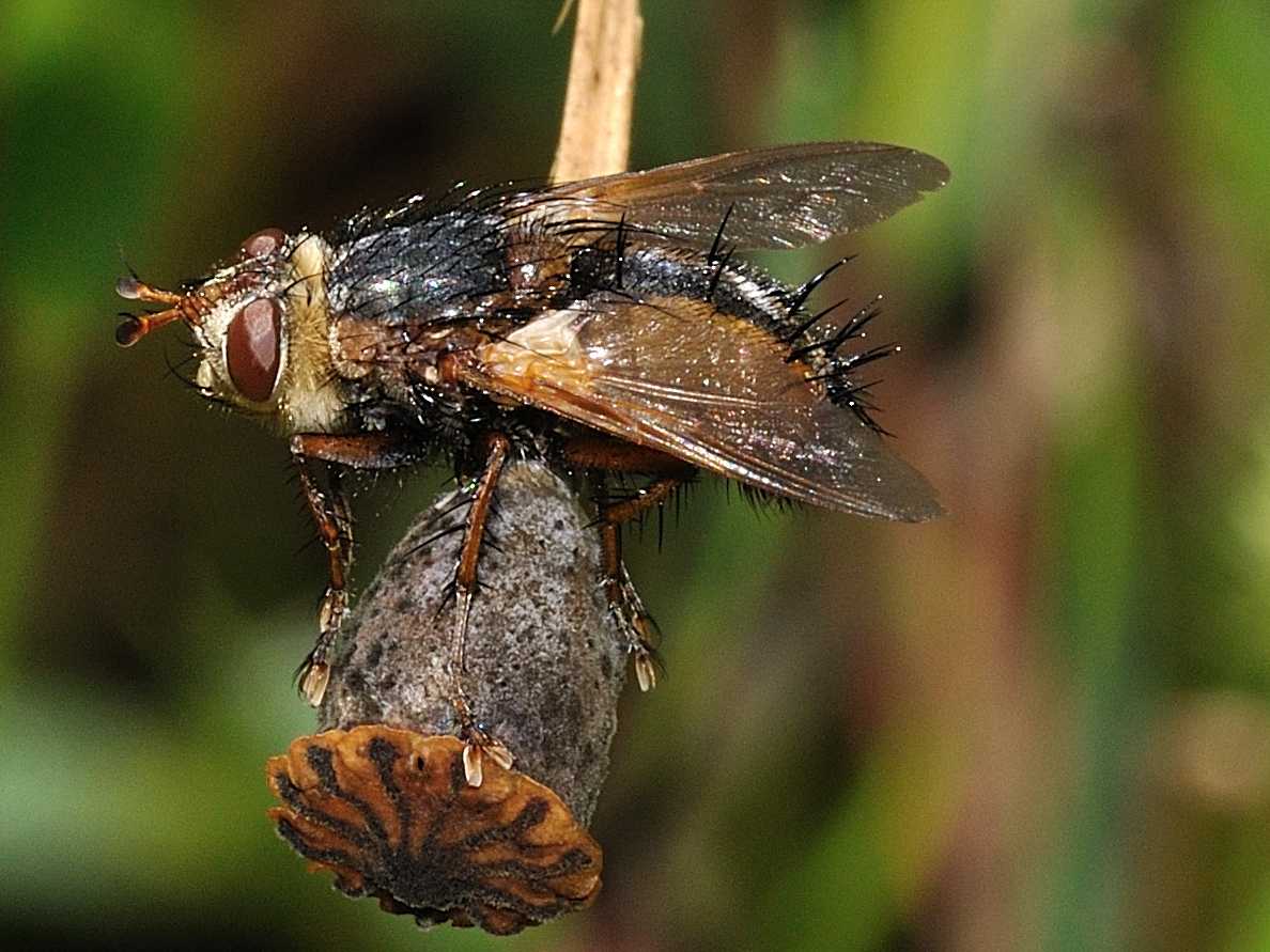 Tachina fera ♂ (Tachinidae)