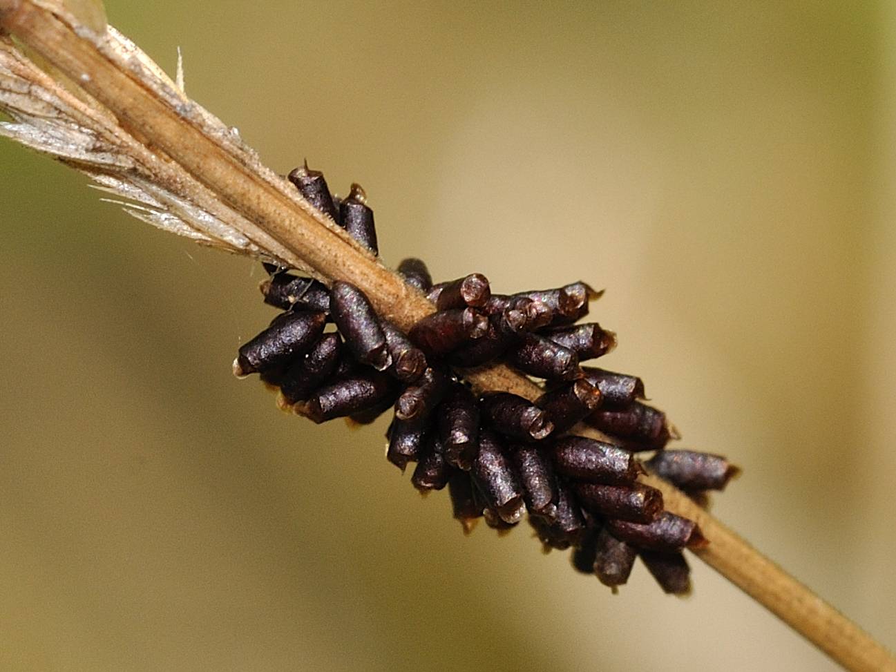 Uova di Labidostomis?