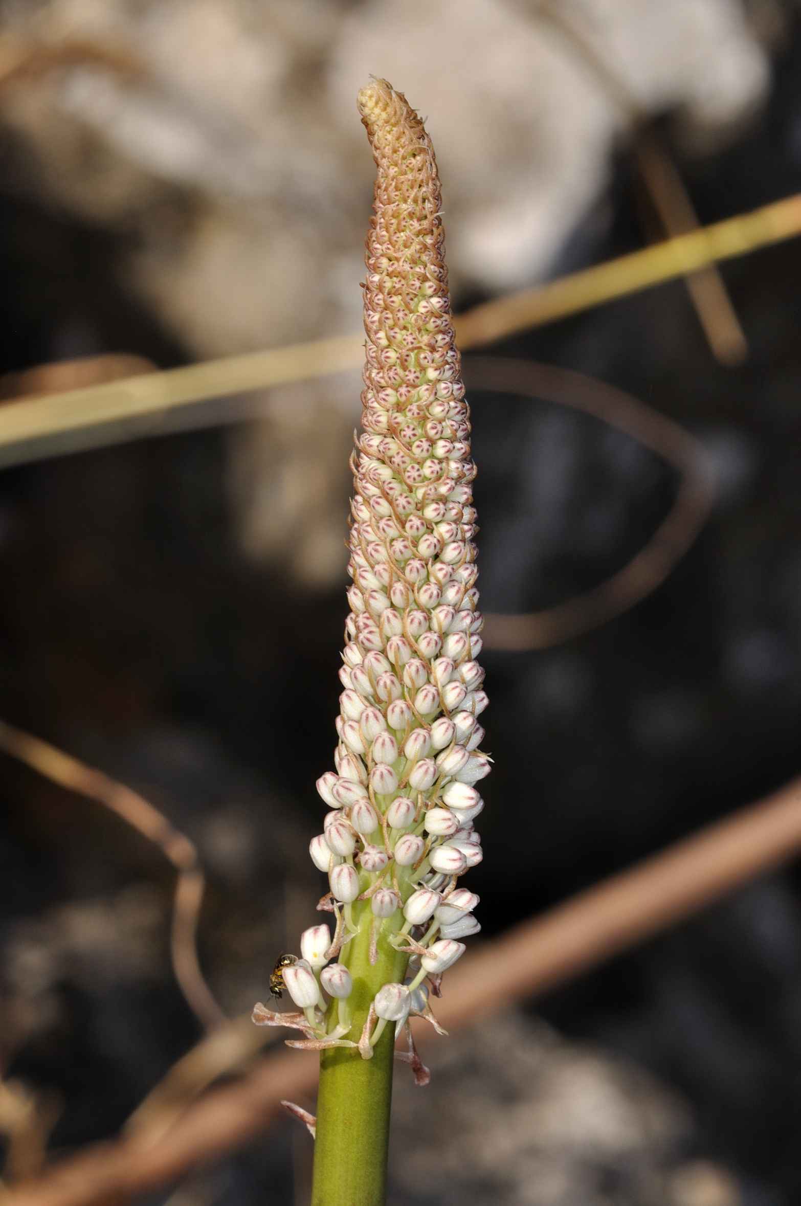 Charybdis pancration (=Urginea maritima)