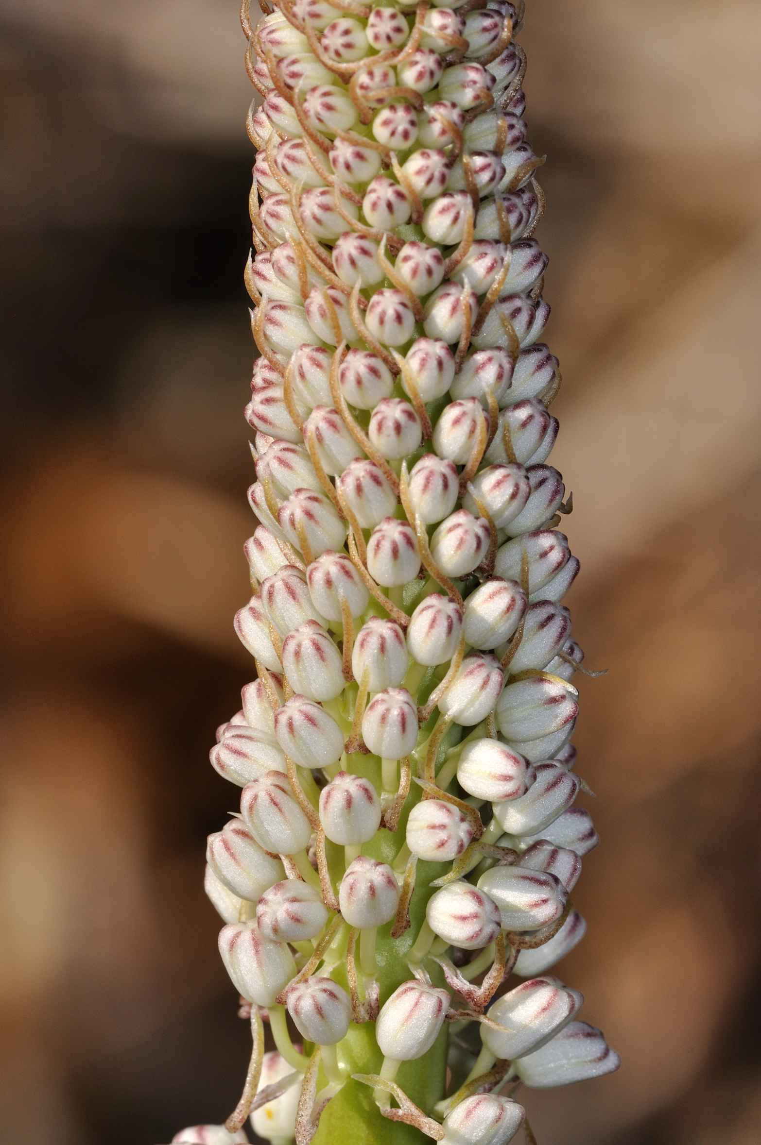 Charybdis pancration (=Urginea maritima)