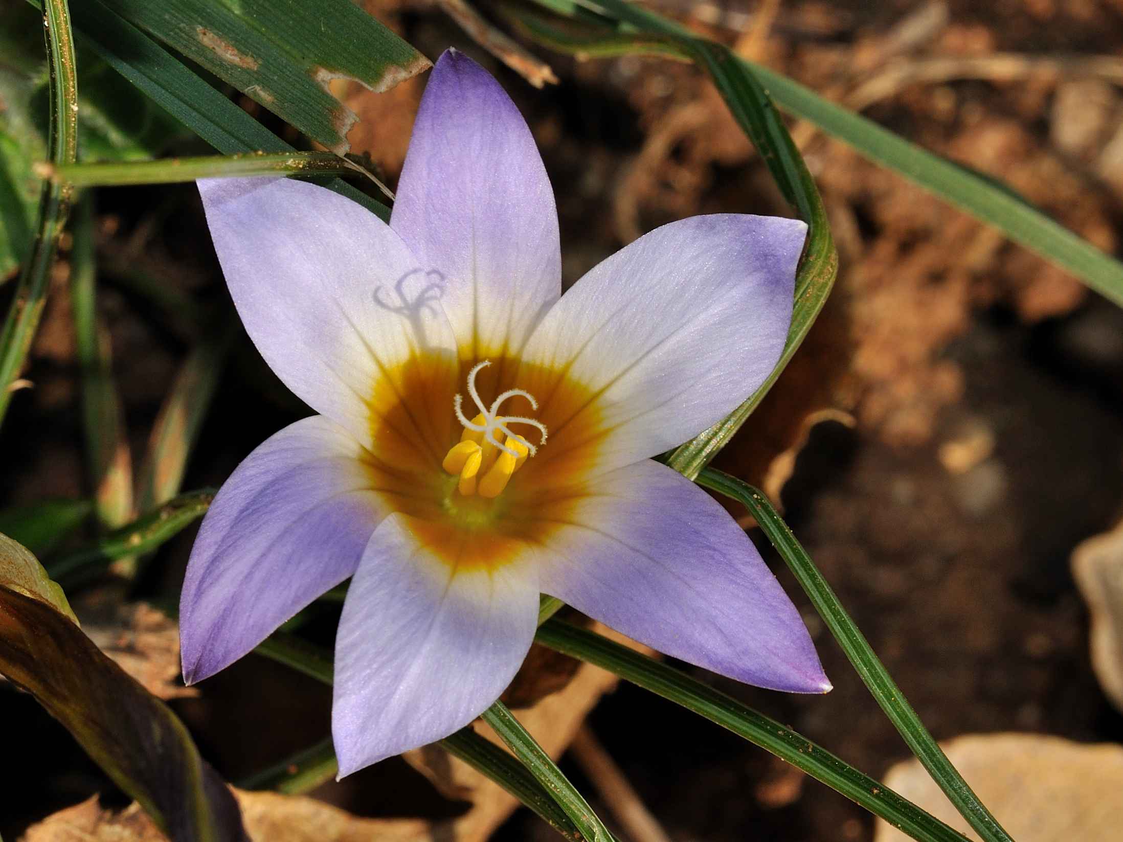 Romulea bulbocodium