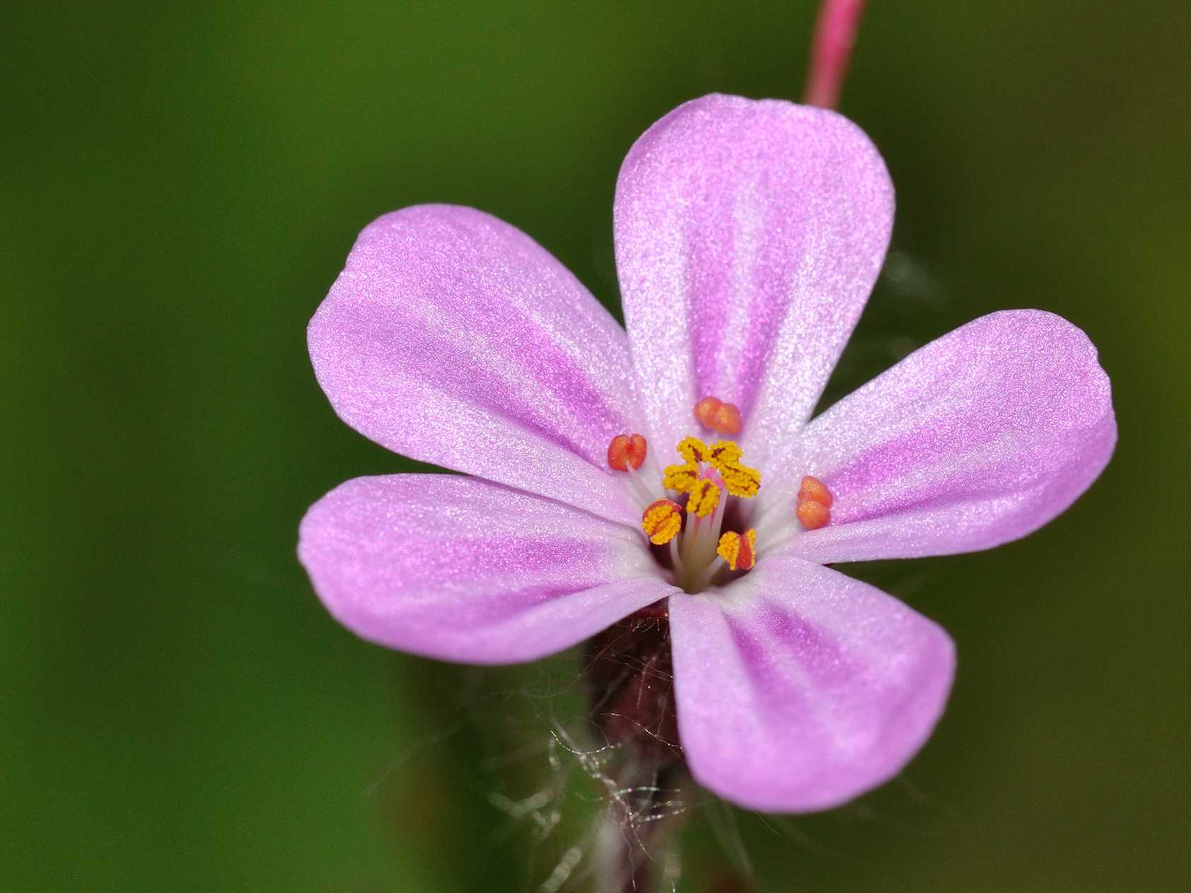 Geranium robertianum