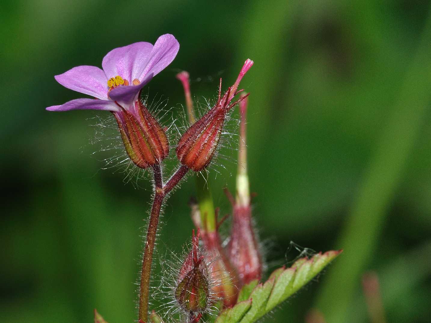 Geranium robertianum