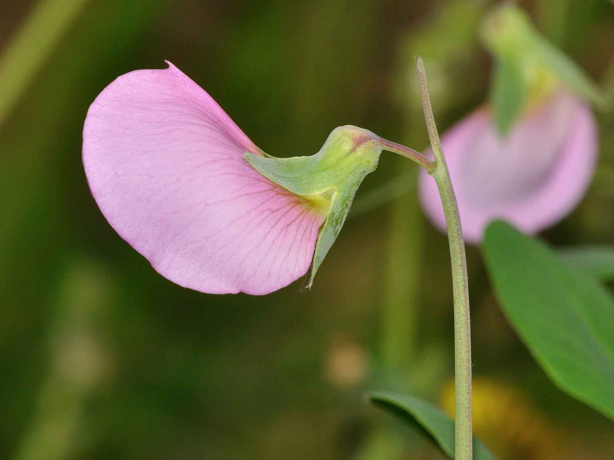 Pisum sativum ssp. elatius (=subsp.biflorum)