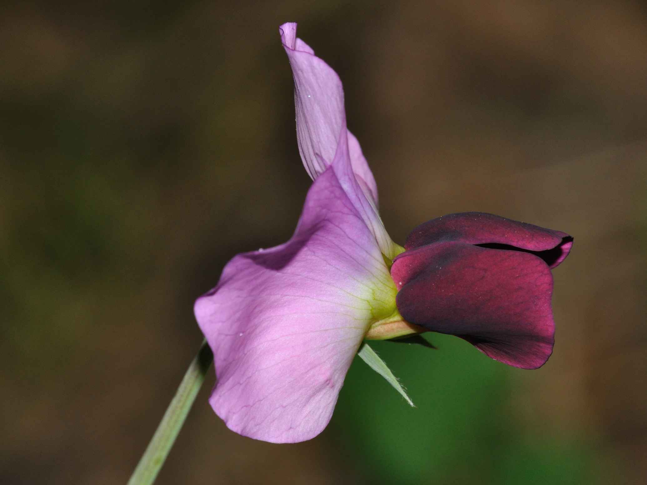 Pisum sativum ssp. elatius (=subsp.biflorum)