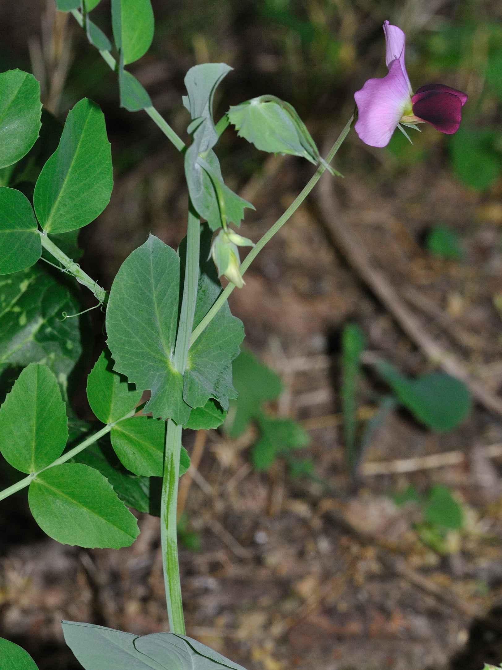 Pisum sativum ssp. elatius (=subsp.biflorum)