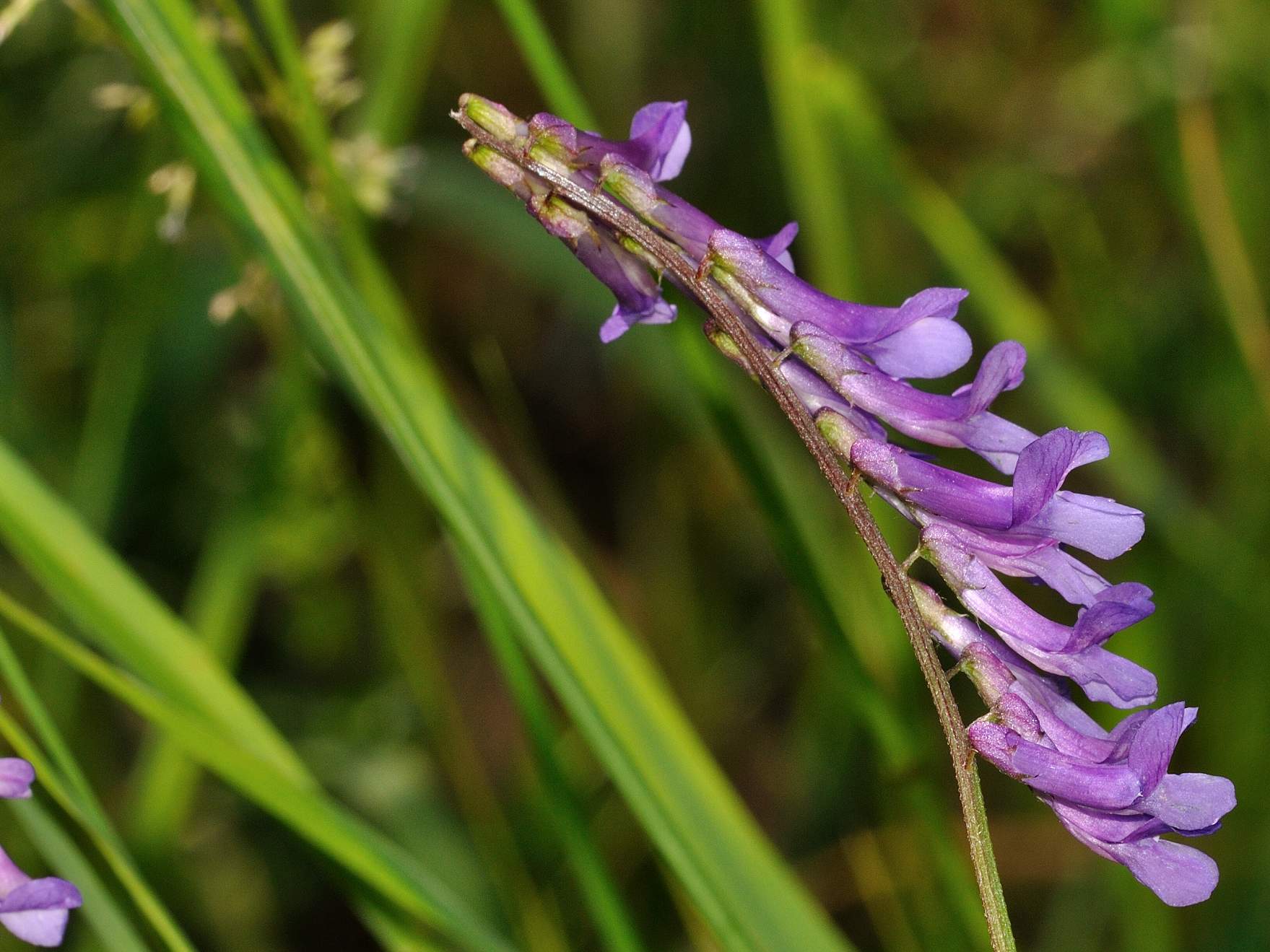 Vicia cracca group