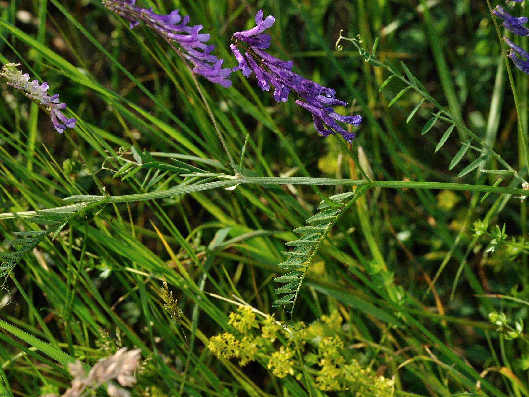 Vicia cracca group