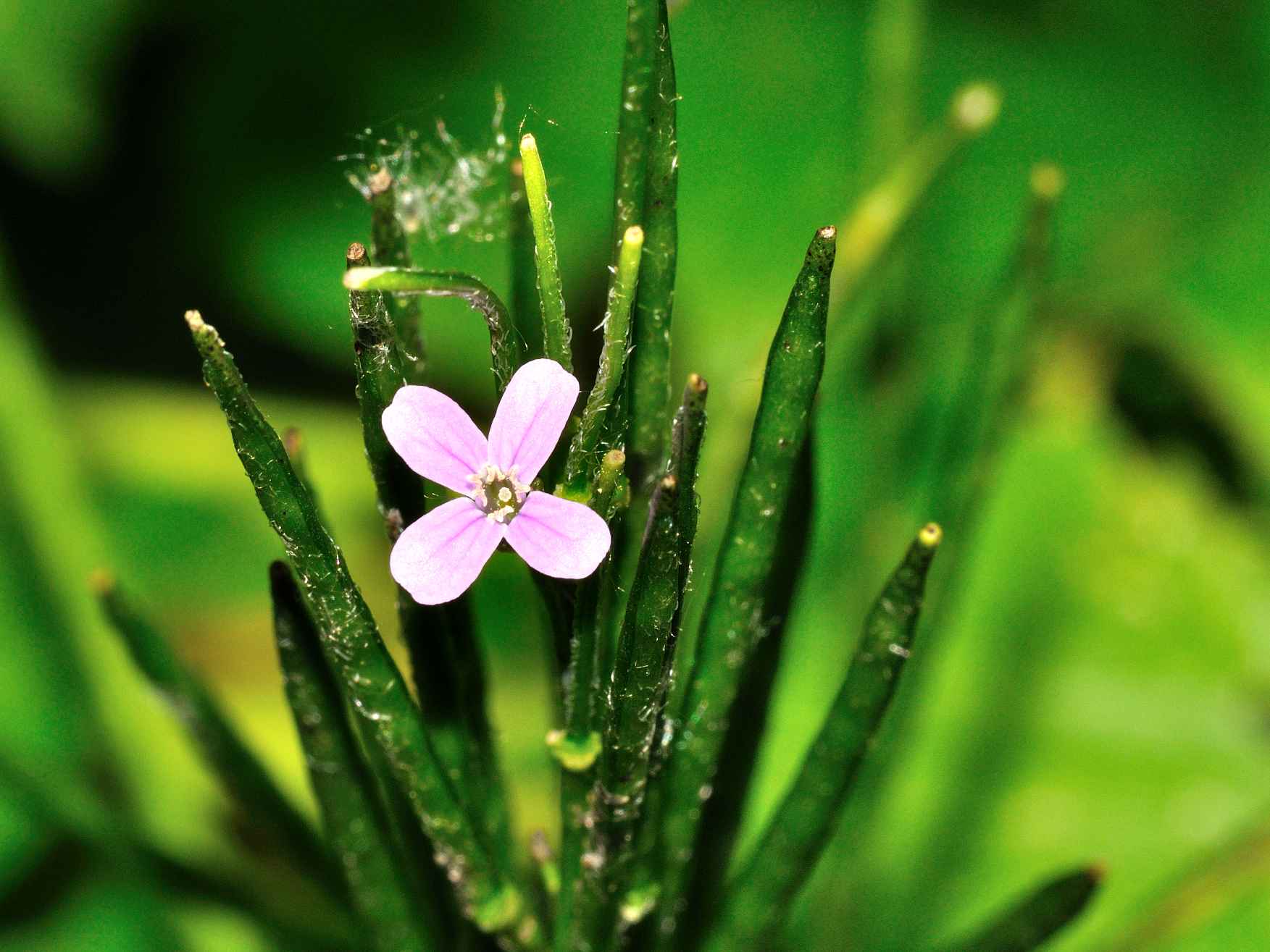 Epilobium sp.