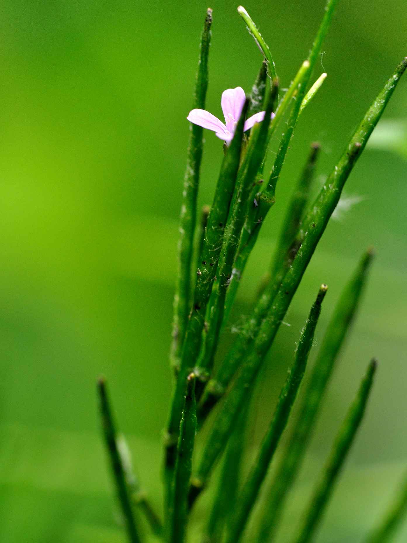 Epilobium sp.