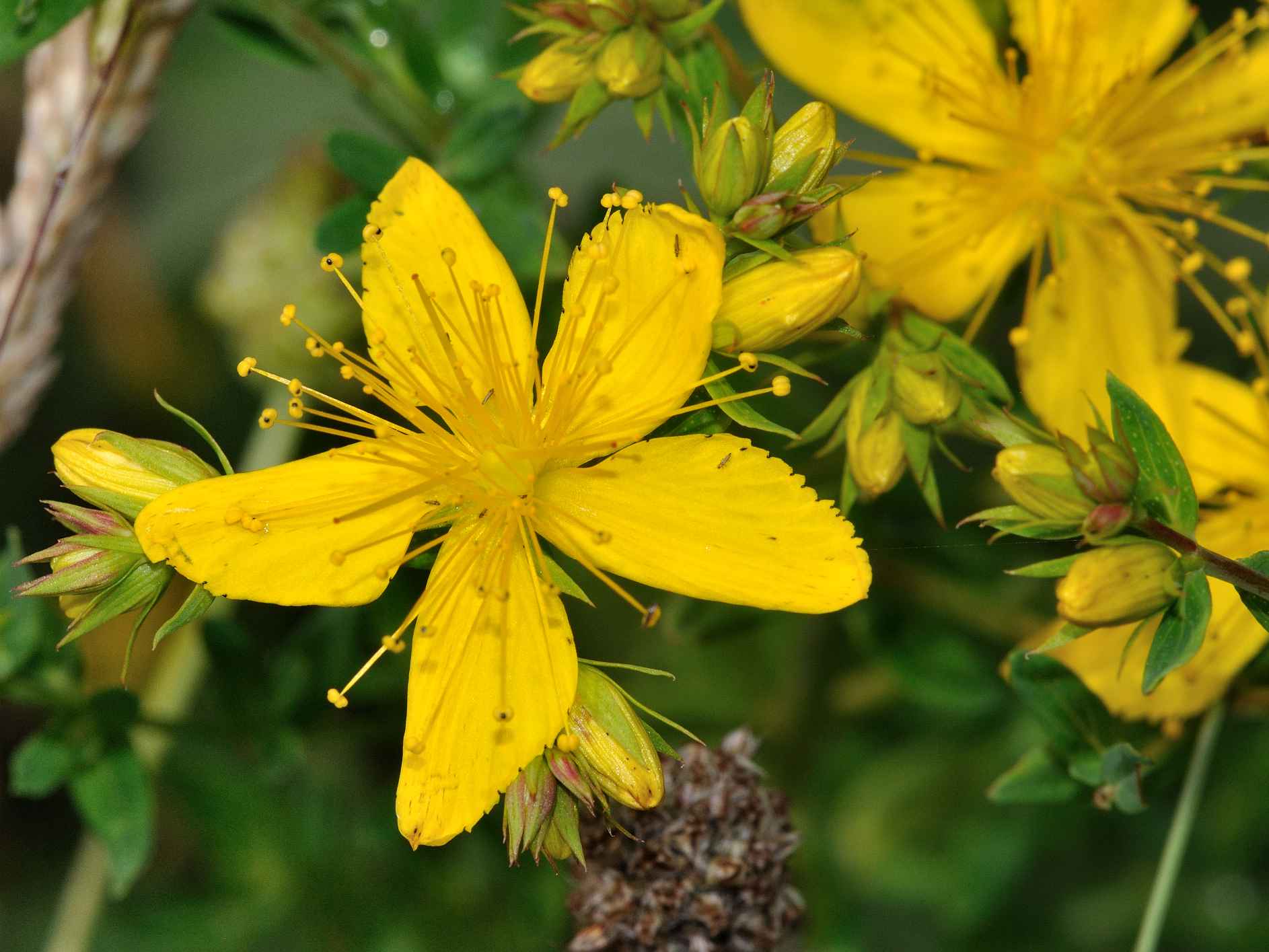 Hypericum perforatum