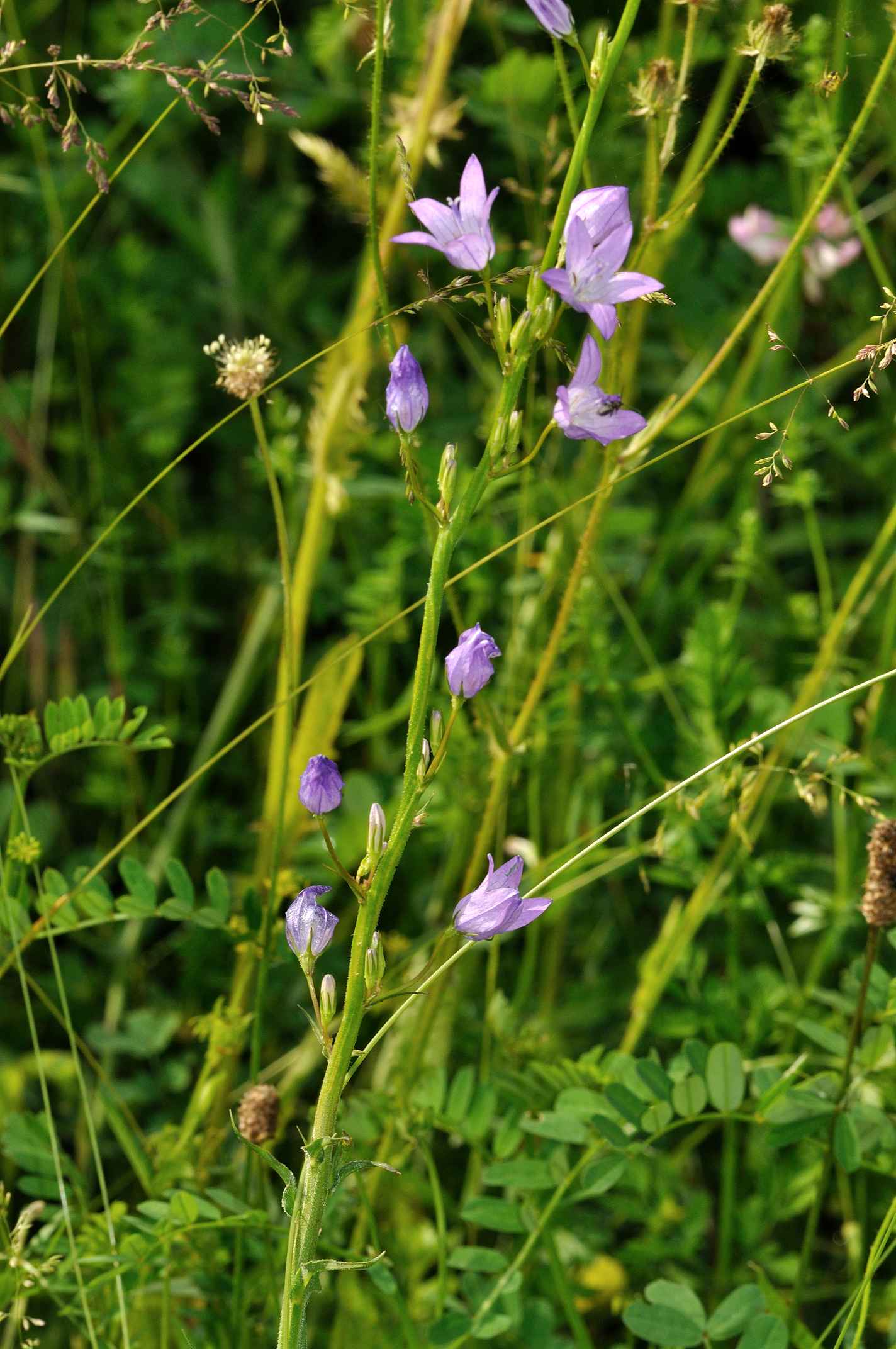 Campanula rapunculus