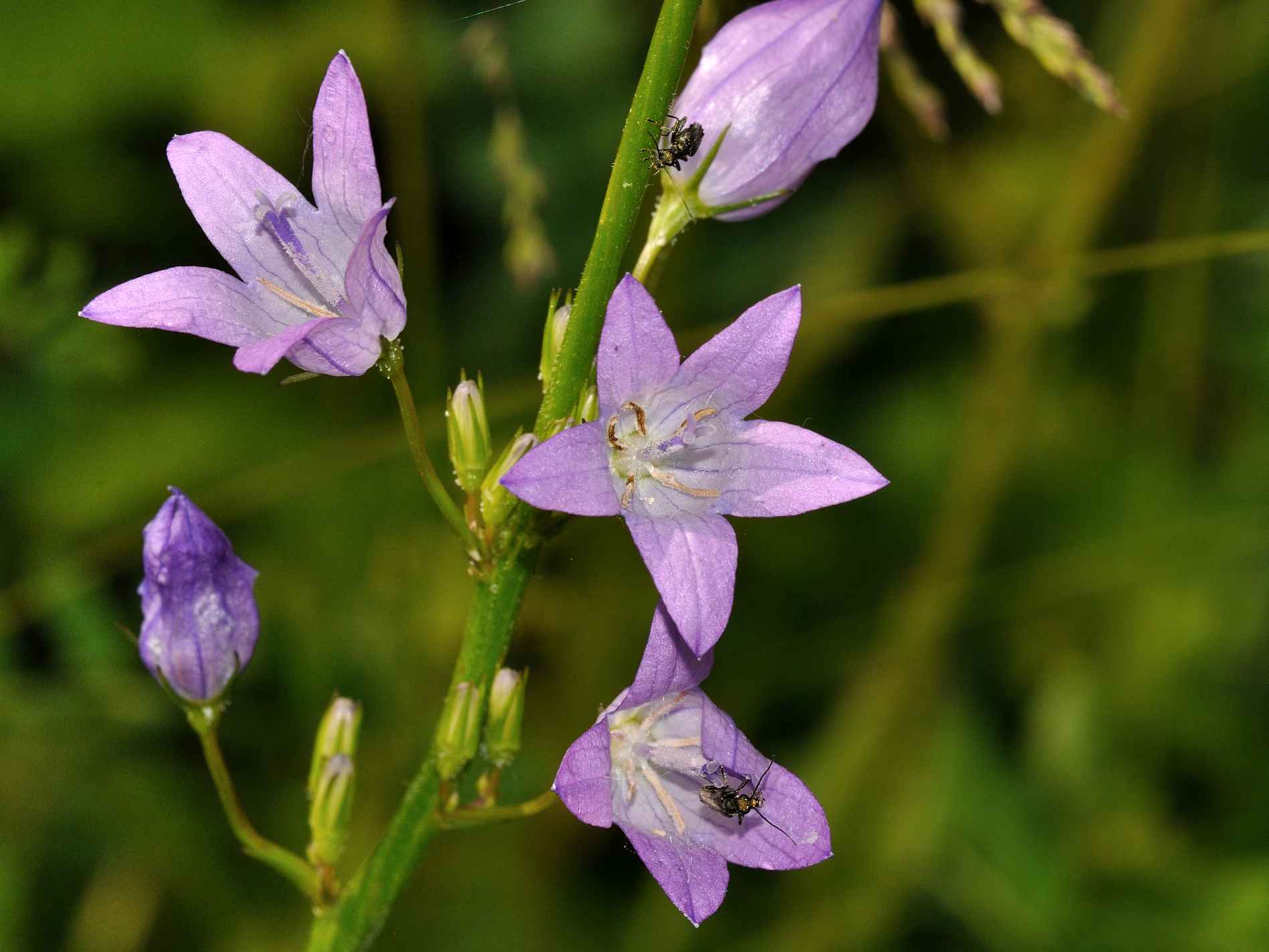 Campanula rapunculus