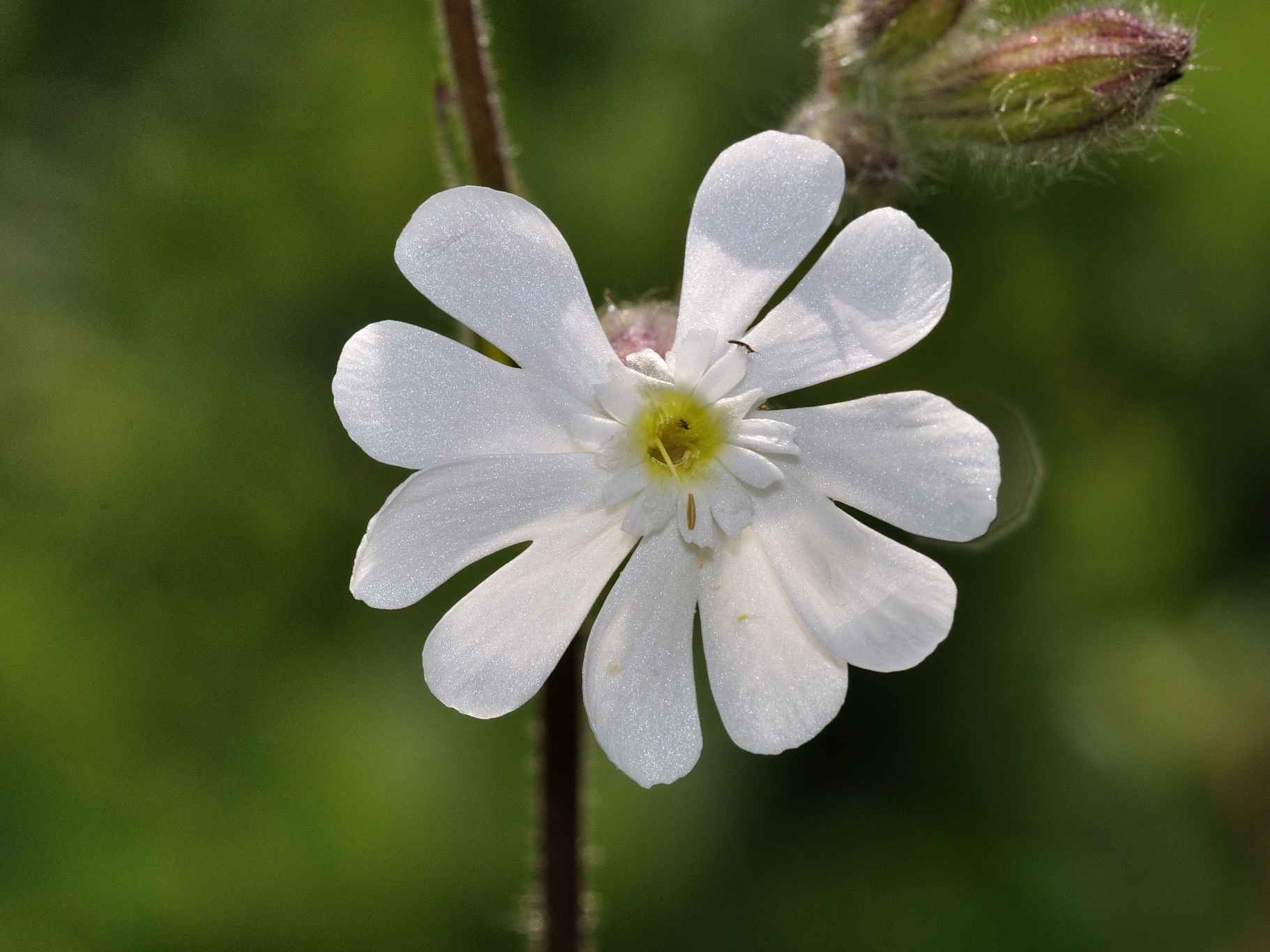 Silene alba