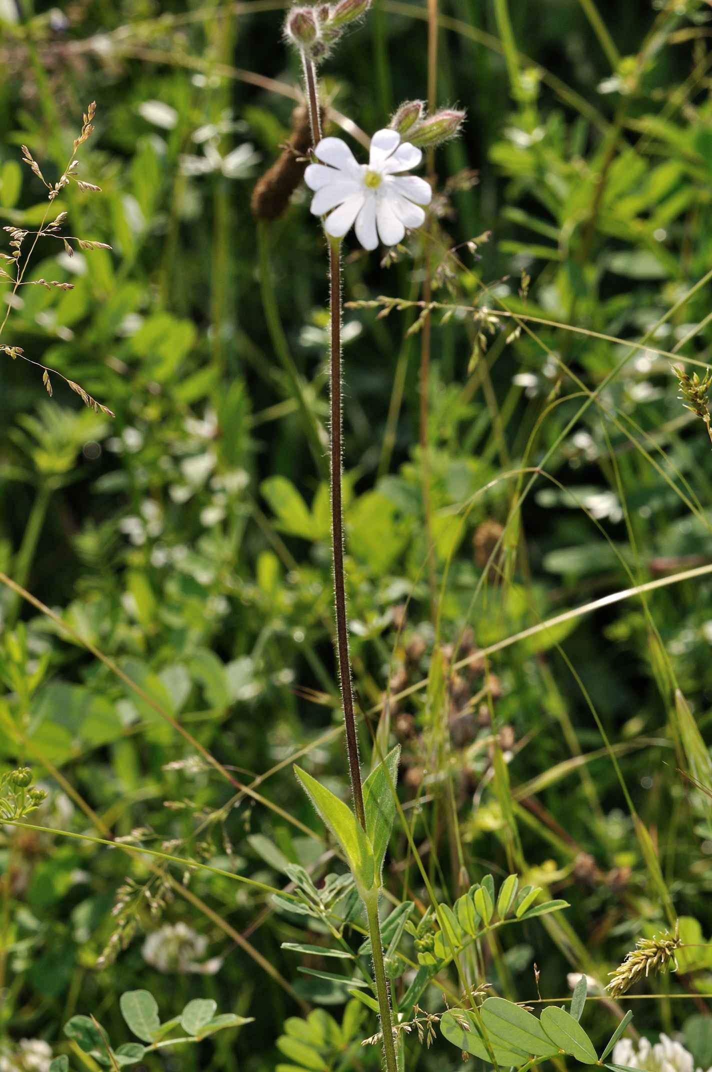 Silene alba