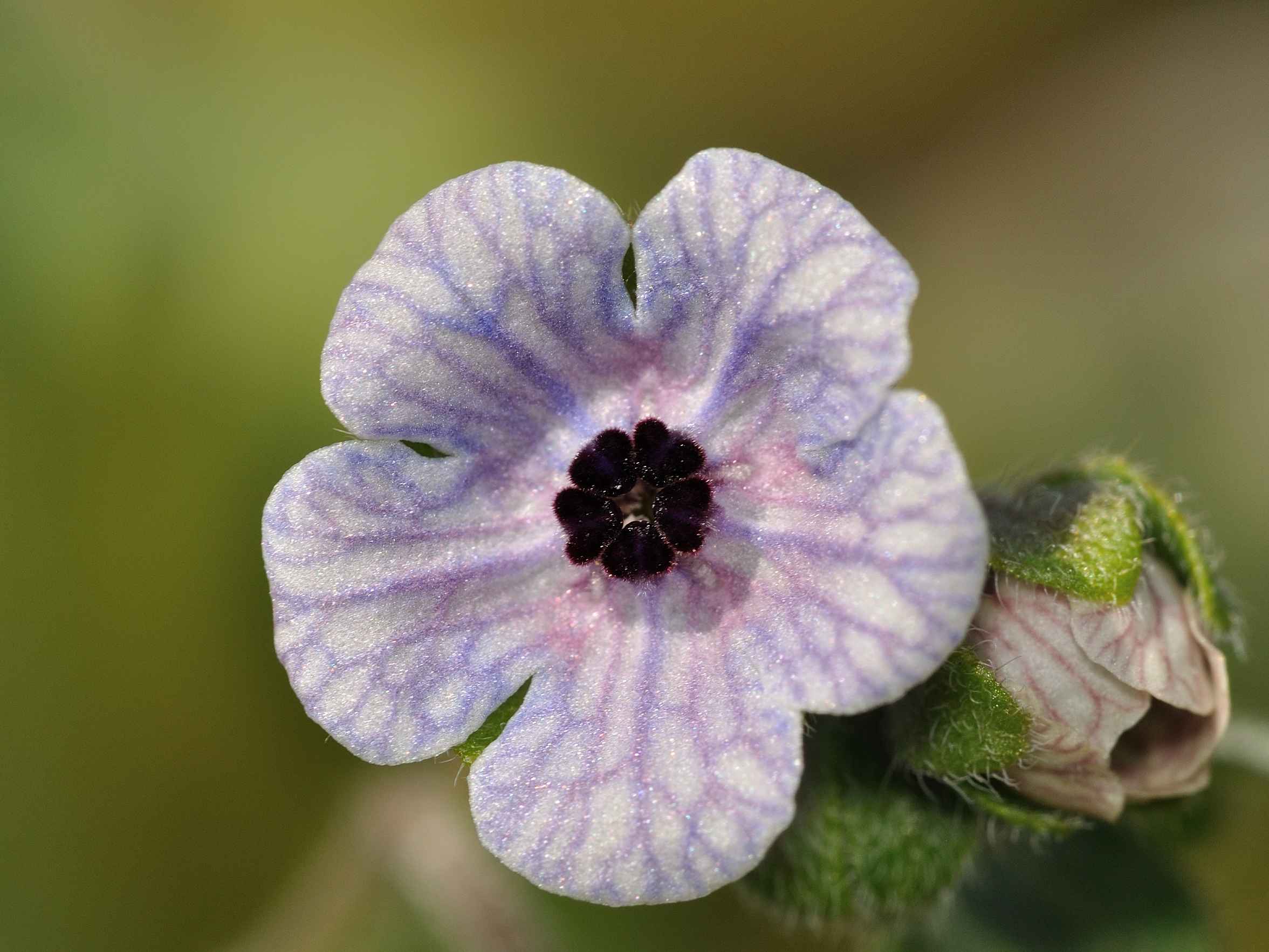 Cynoglossum creticum / Lingua di cane a fiori variegati