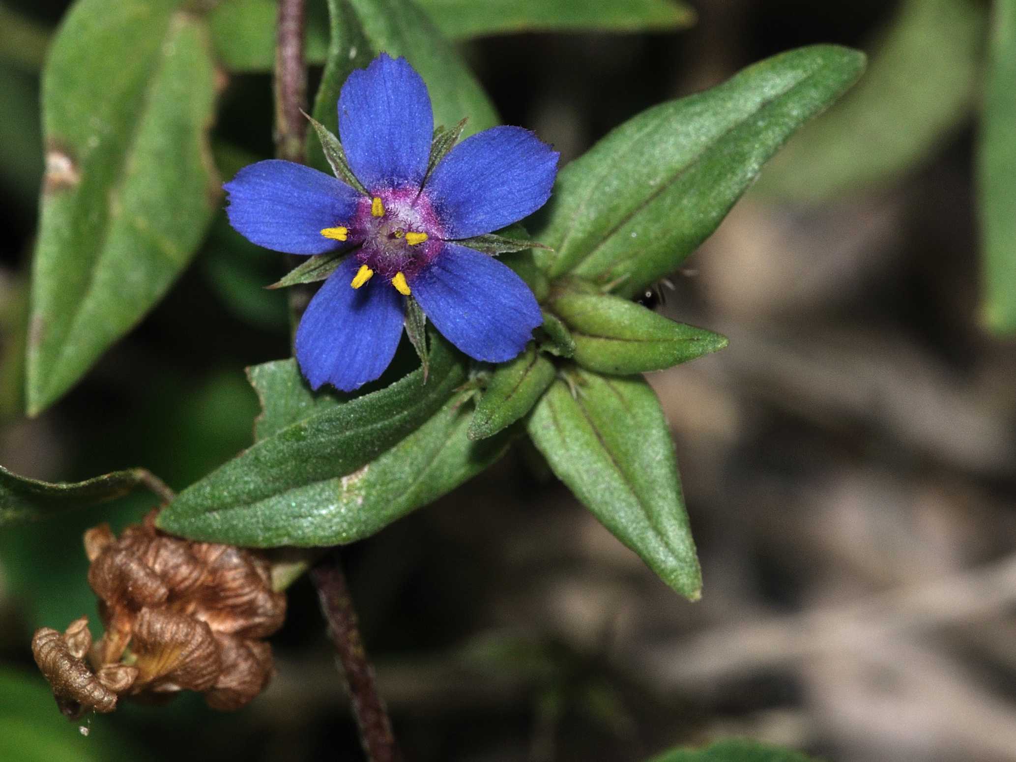 Lysimachia (=Anagallis) arvensis