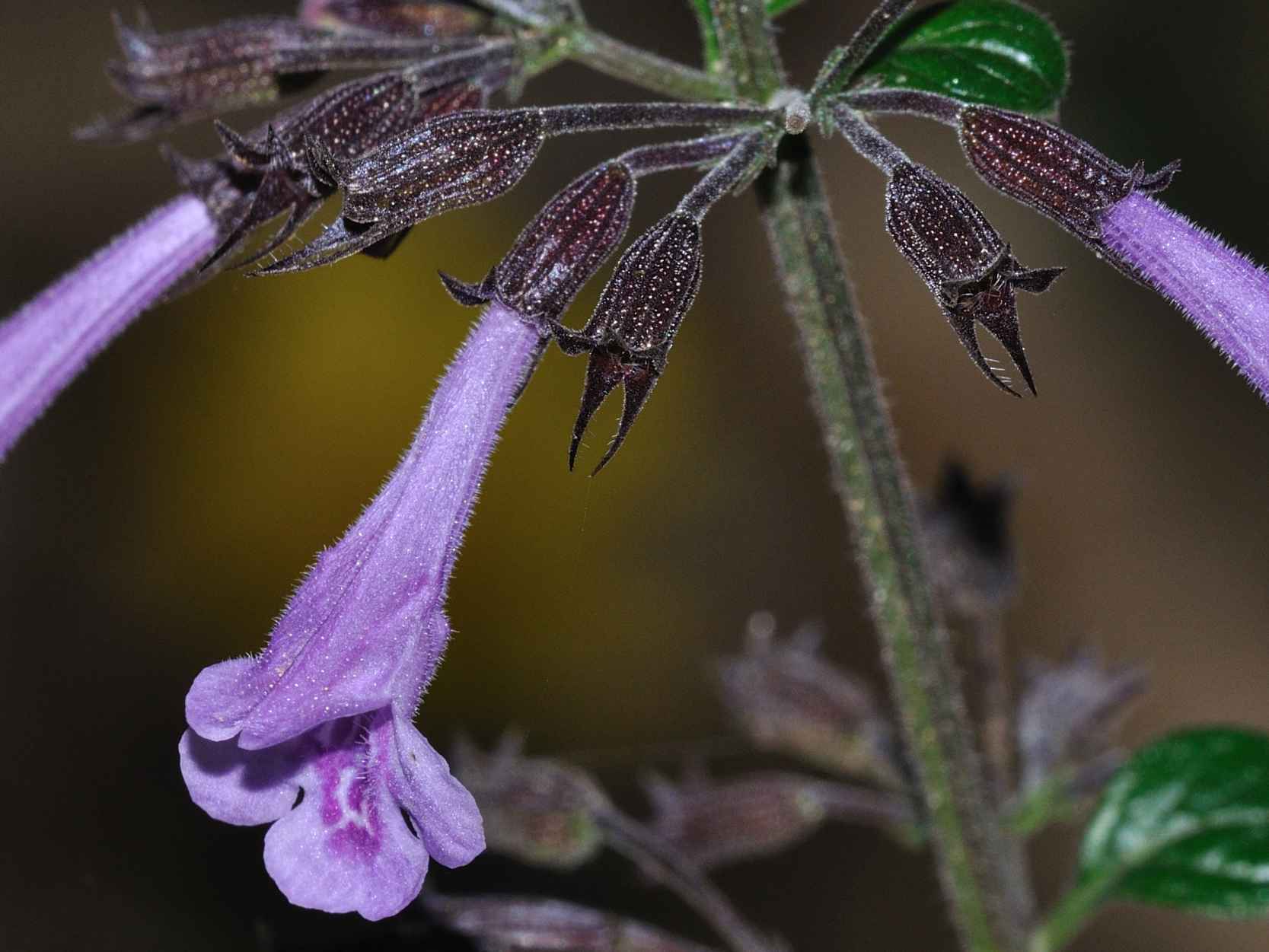 ID fiorellino - Lamiacea