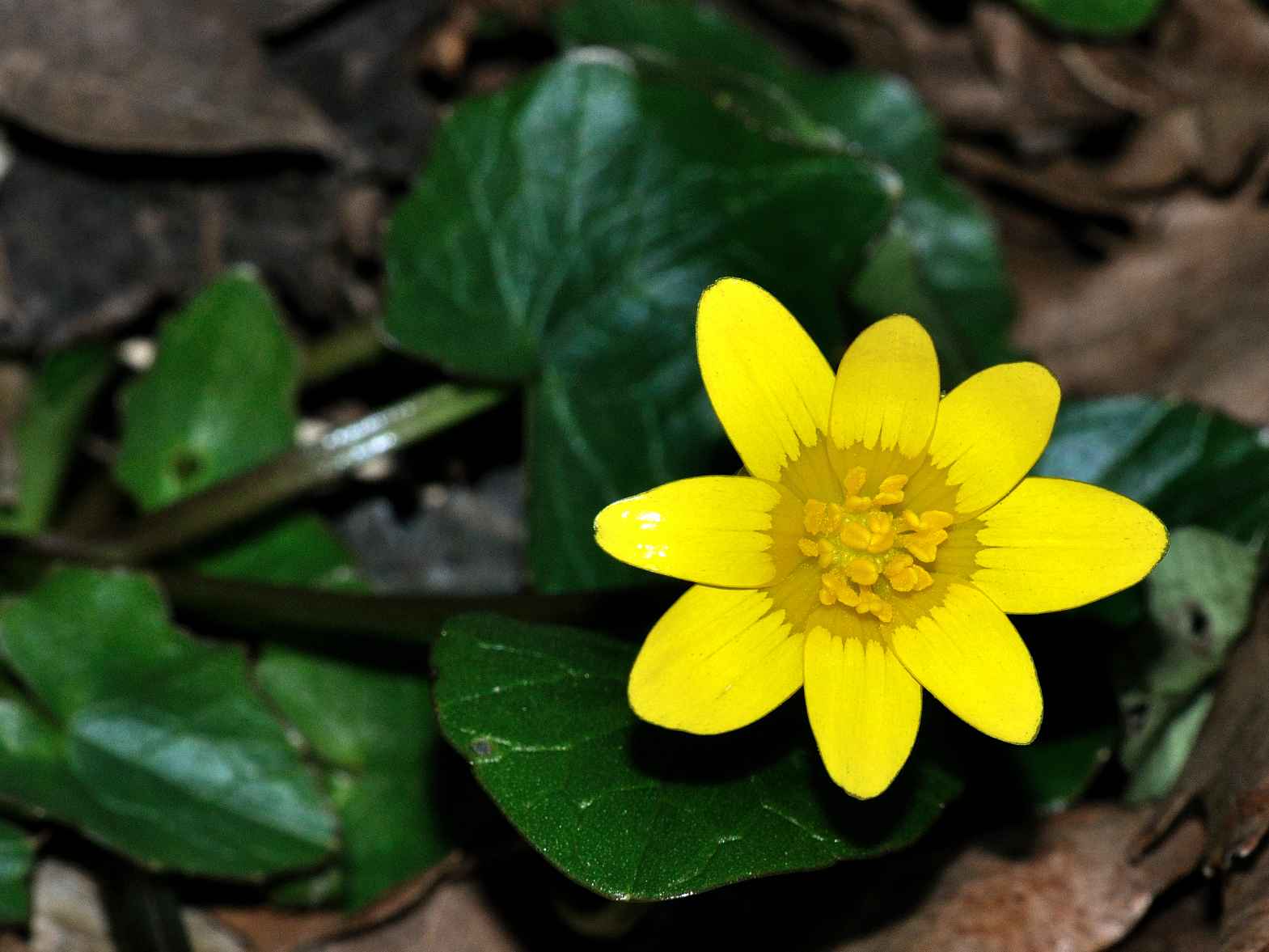 Ranunculus ficaria