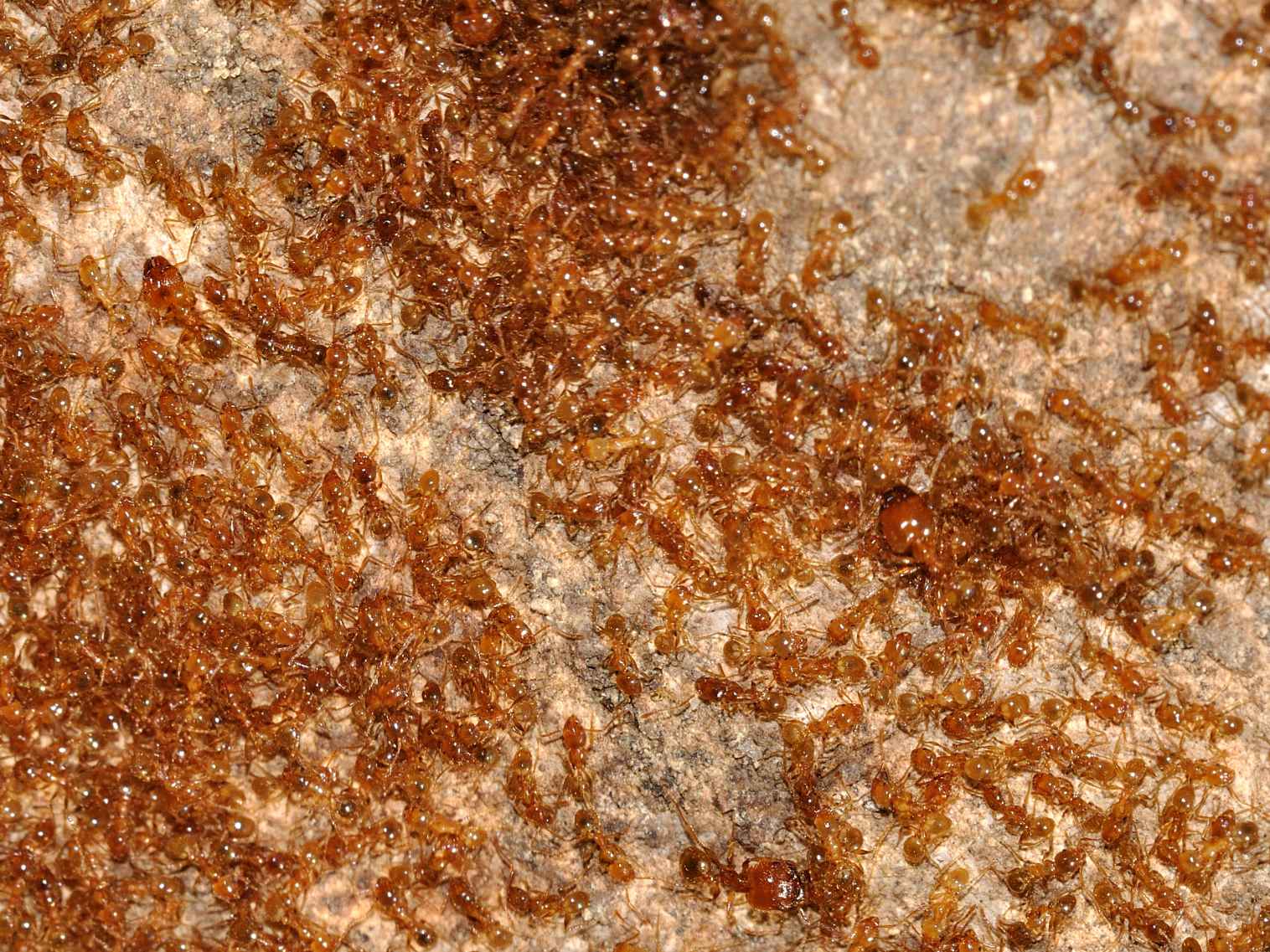 Formiche color miele: Pheidole cfr pallidula