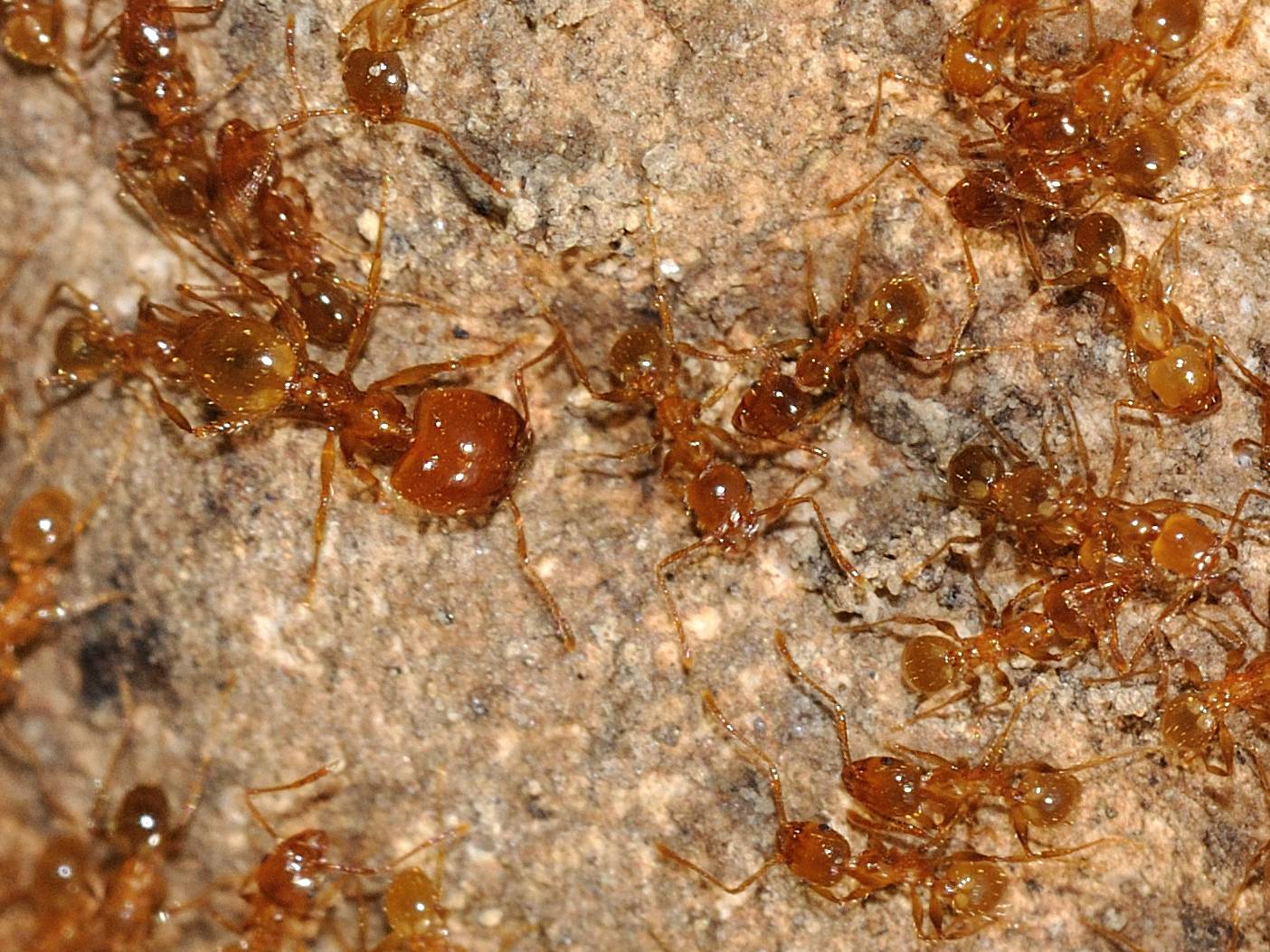 Formiche color miele: Pheidole cfr pallidula