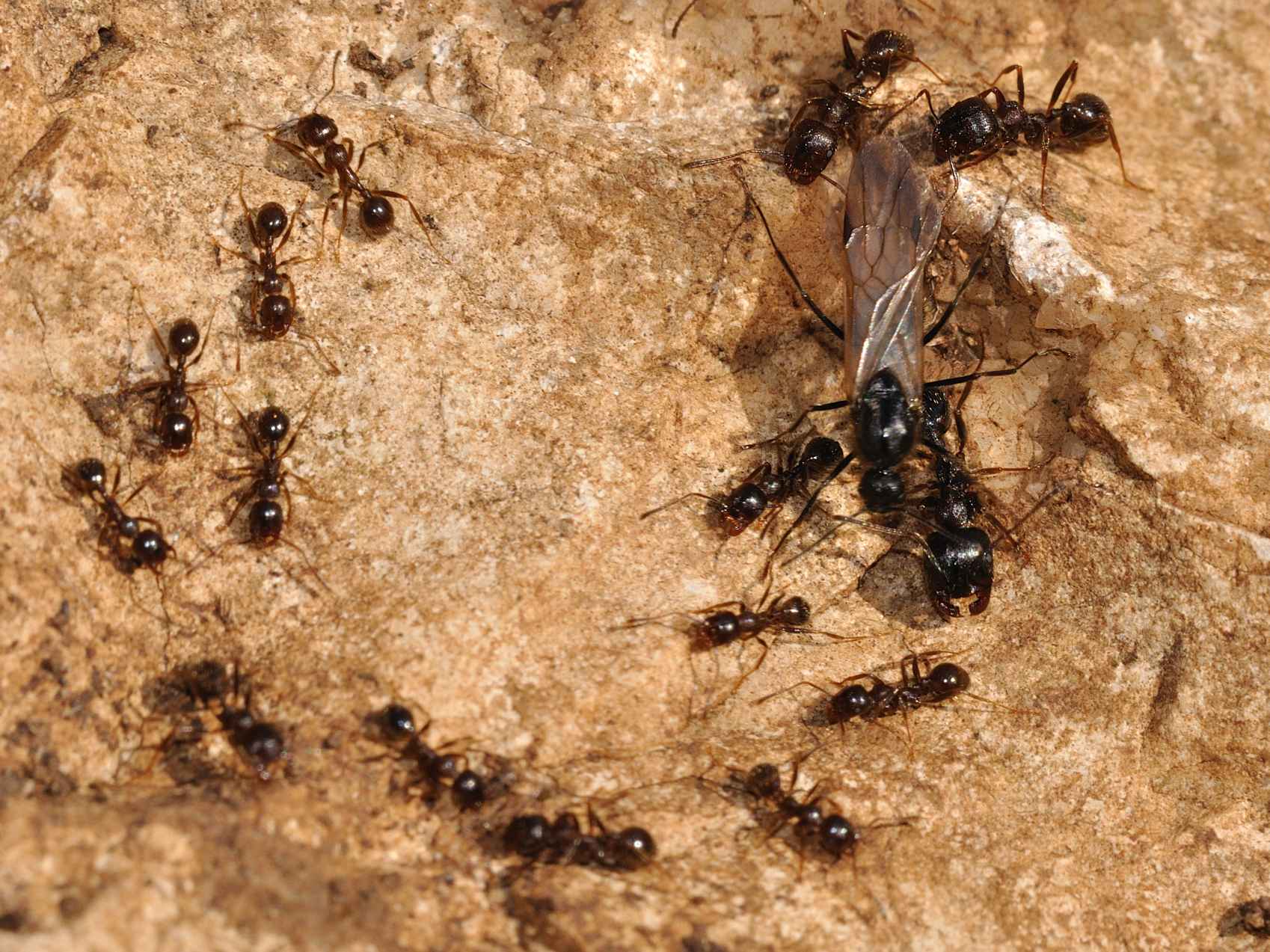 Nidi di Camponotus Aethiops e Messor structor