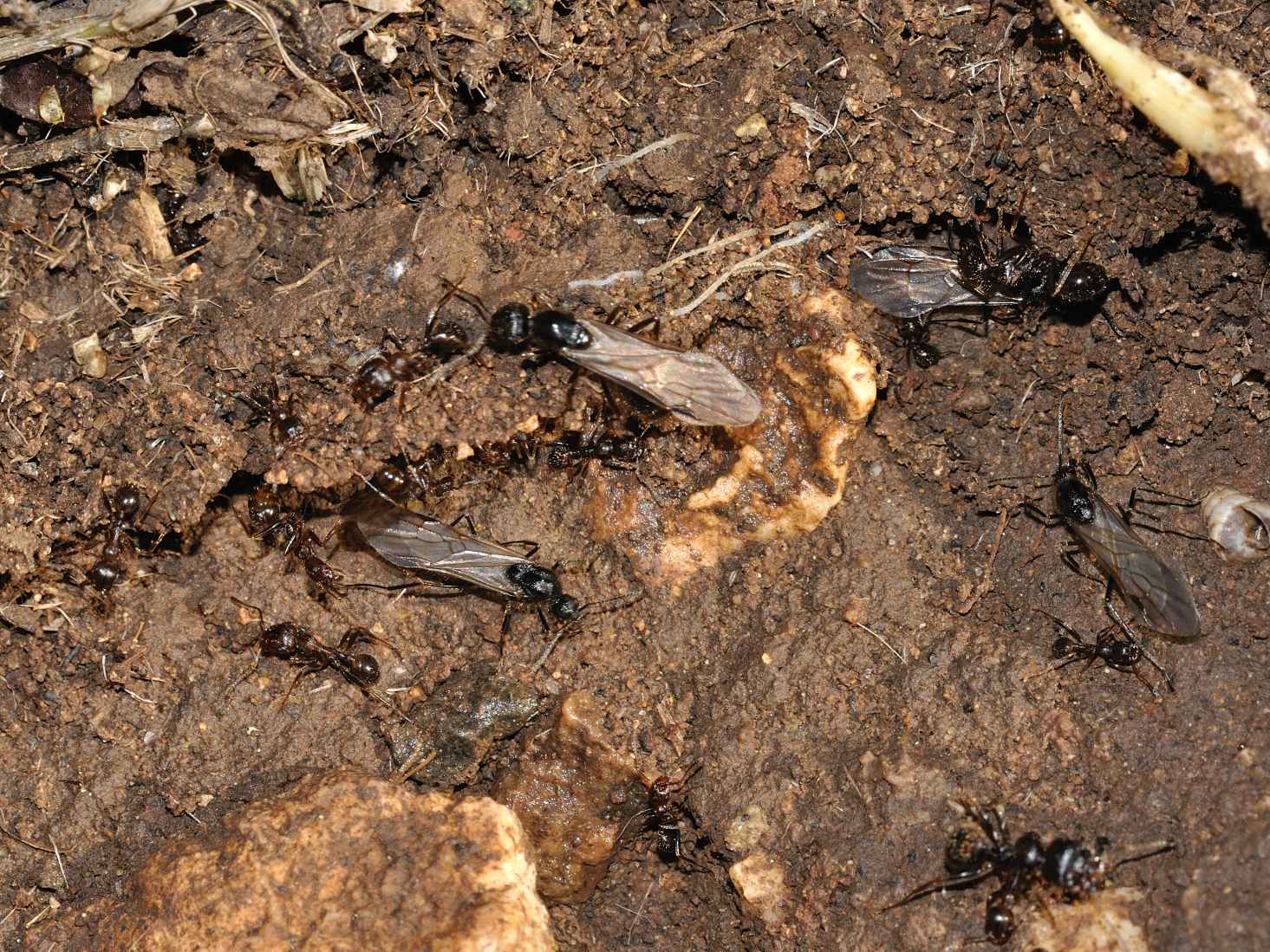 Nidi di Camponotus Aethiops e Messor structor