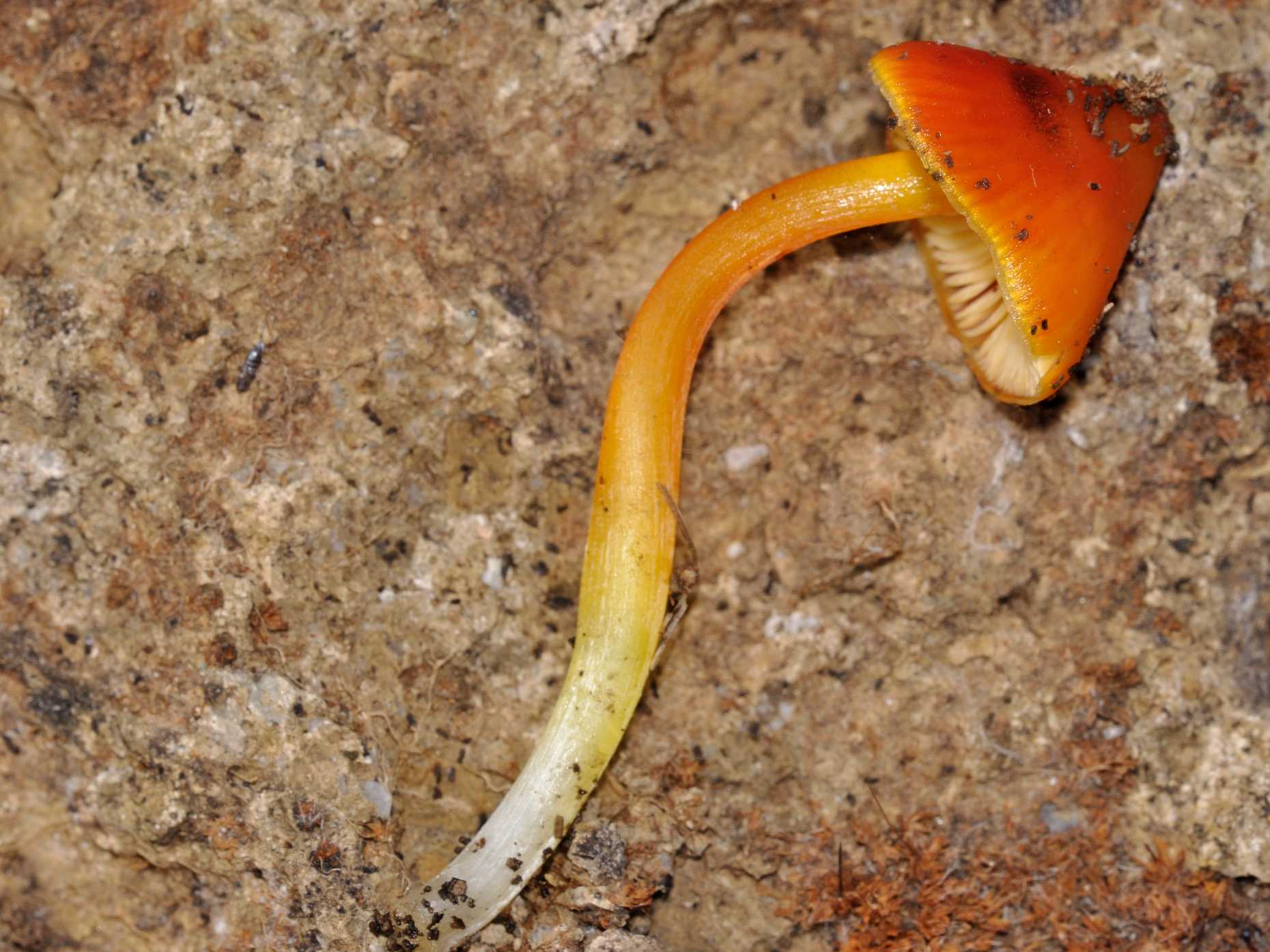 Hygrocybe sp. - ID fungo n.3 del 13.12.2011