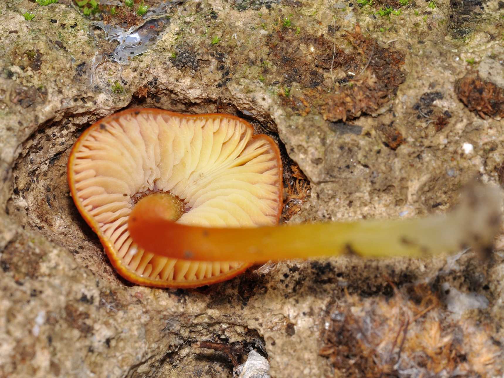 Hygrocybe sp. - ID fungo n.3 del 13.12.2011