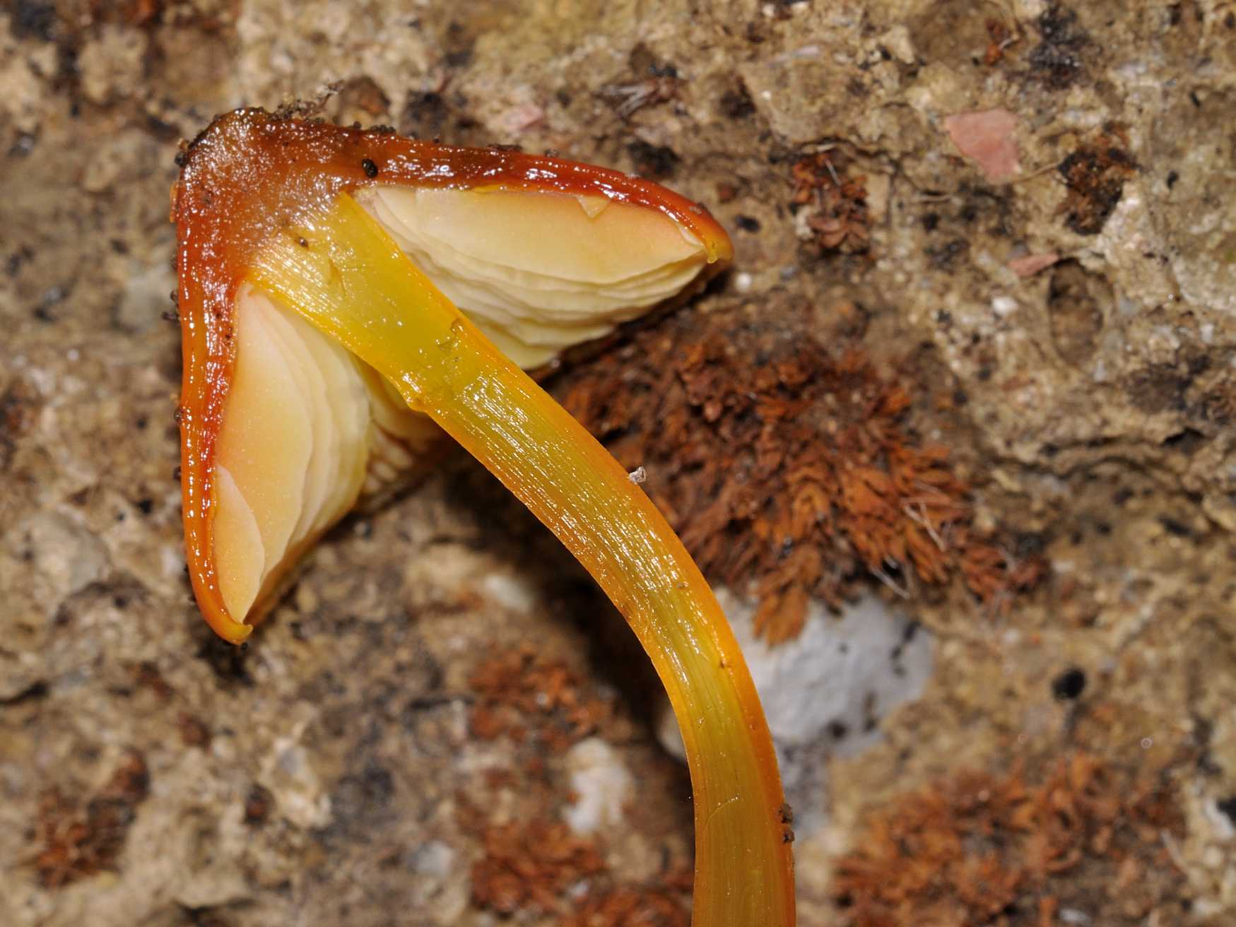 Hygrocybe sp. - ID fungo n.3 del 13.12.2011