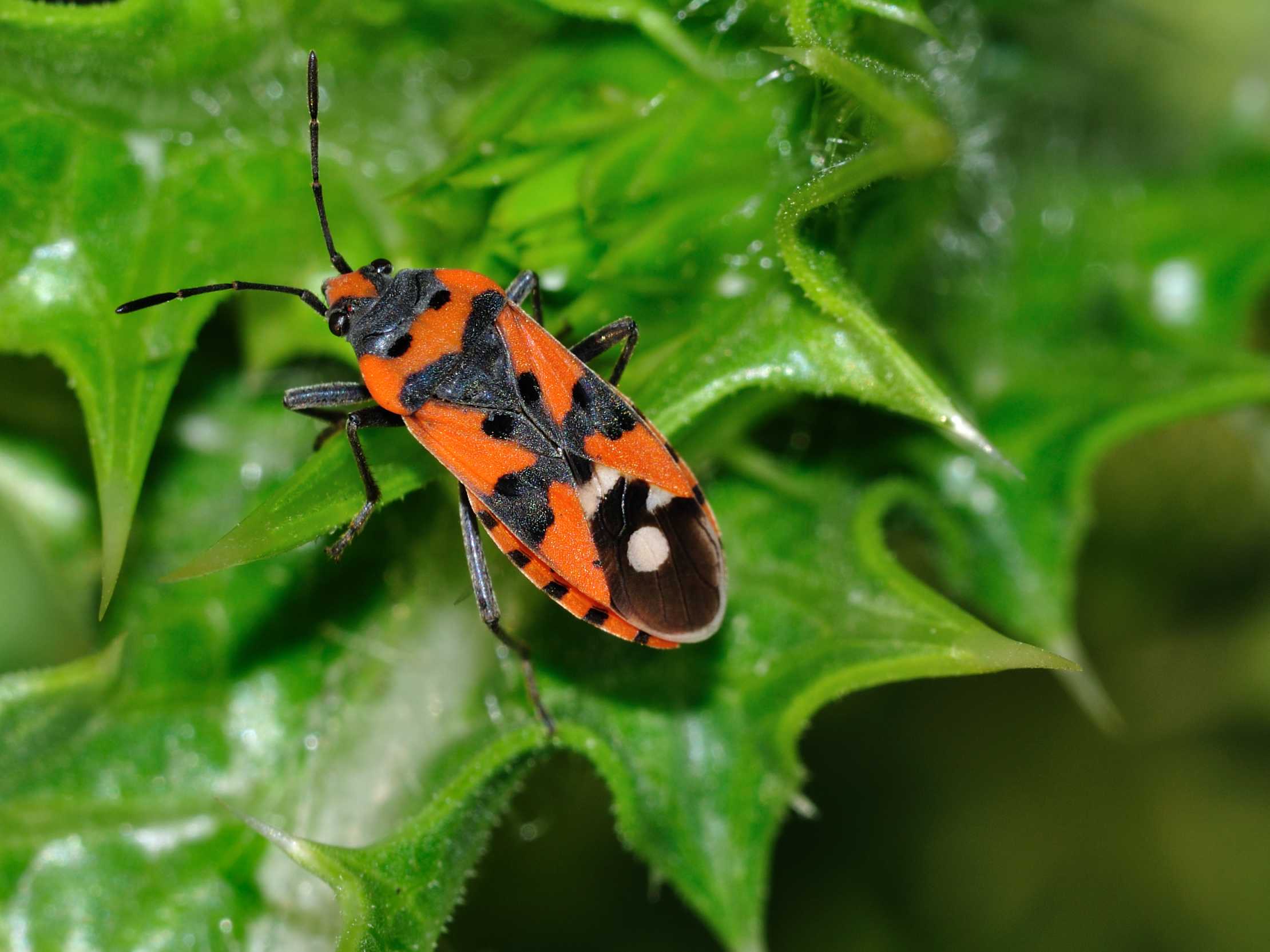 Lygaeidae: Lygaeus equestris di Roma e dintorni