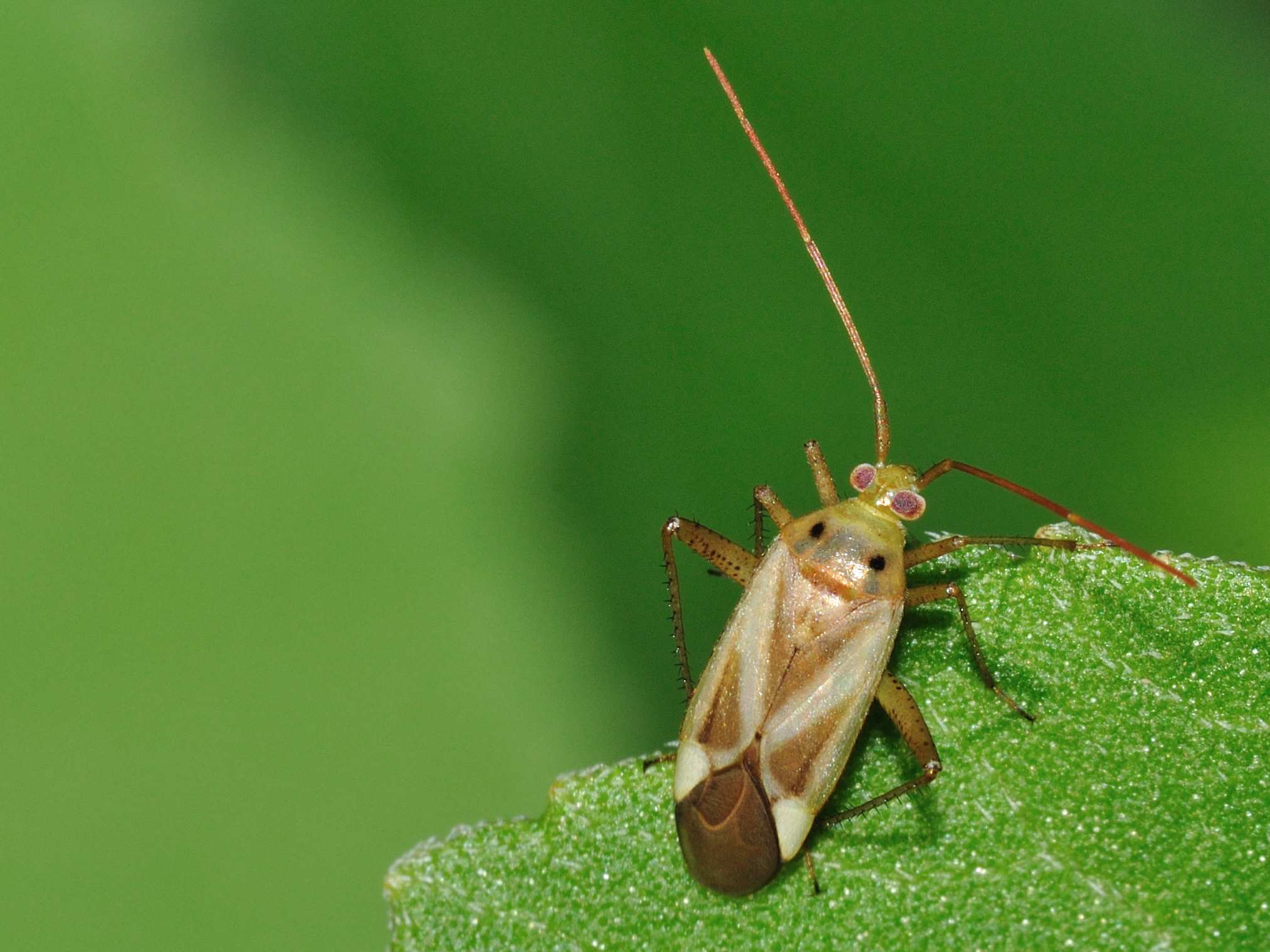 Miridae: Adelphocoris lineolatus di Mentana