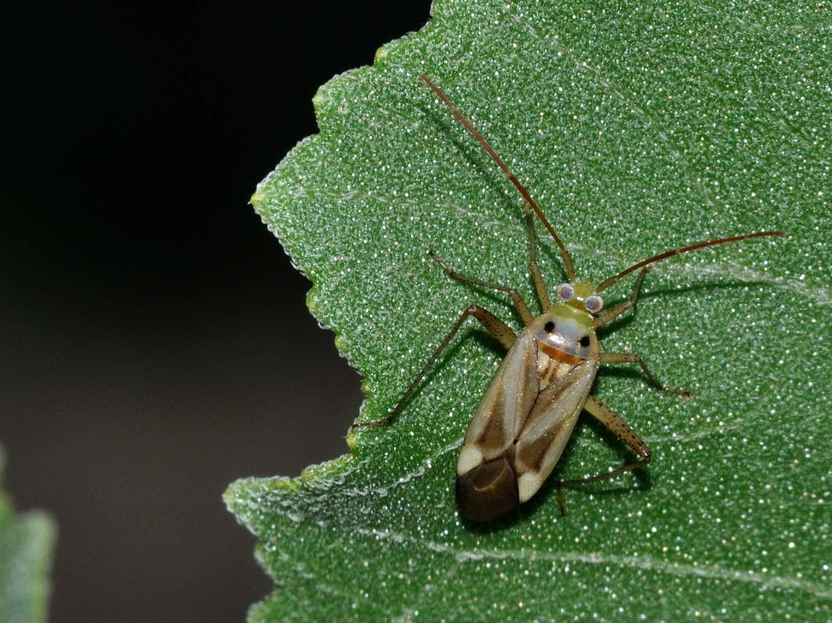 Miridae: Adelphocoris lineolatus di Mentana (RM)