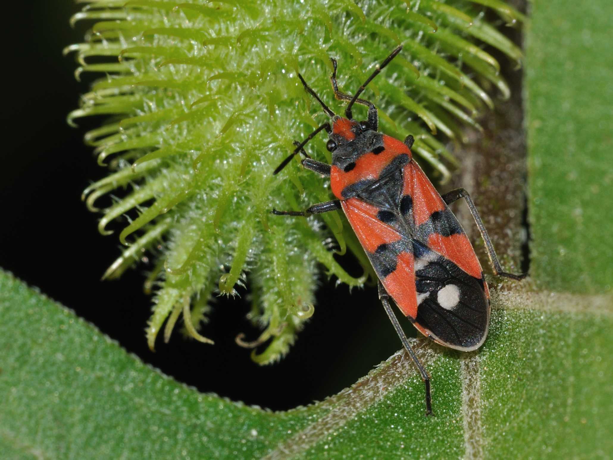 Lygaeidae: Lygaeus equestris di Roma e dintorni