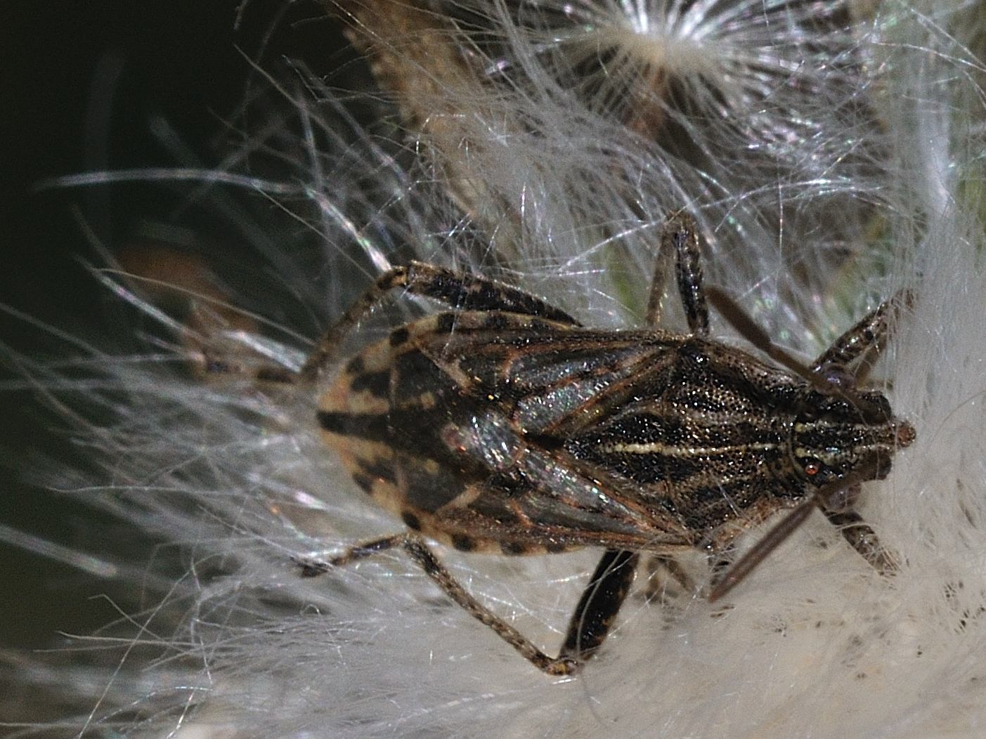 Rhopalidae di Mentana: Stictopleurus cfr. crassicornis