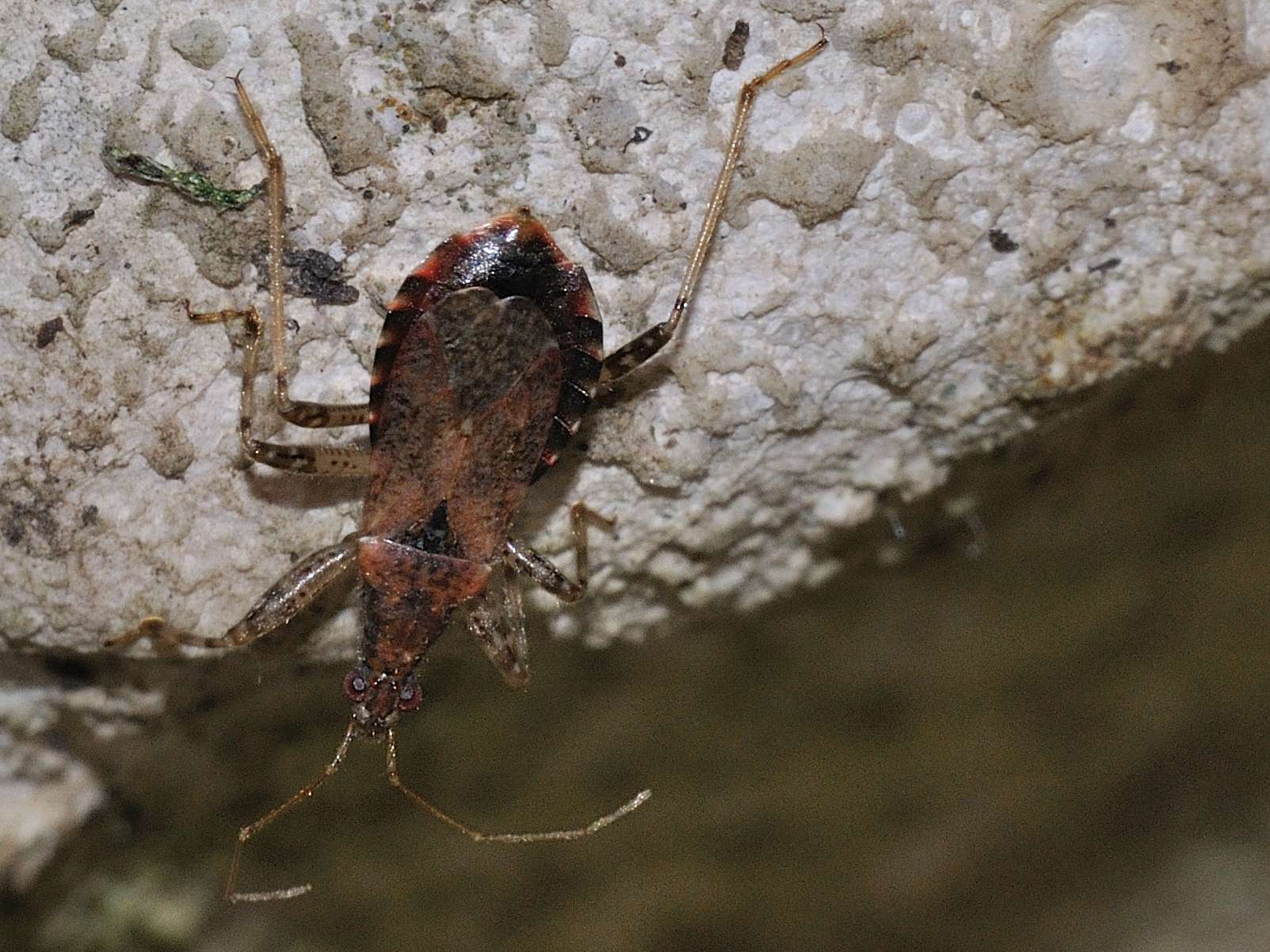 Nabidae: Himcerus mirmicoides del Lazio (Mentana-Roma)