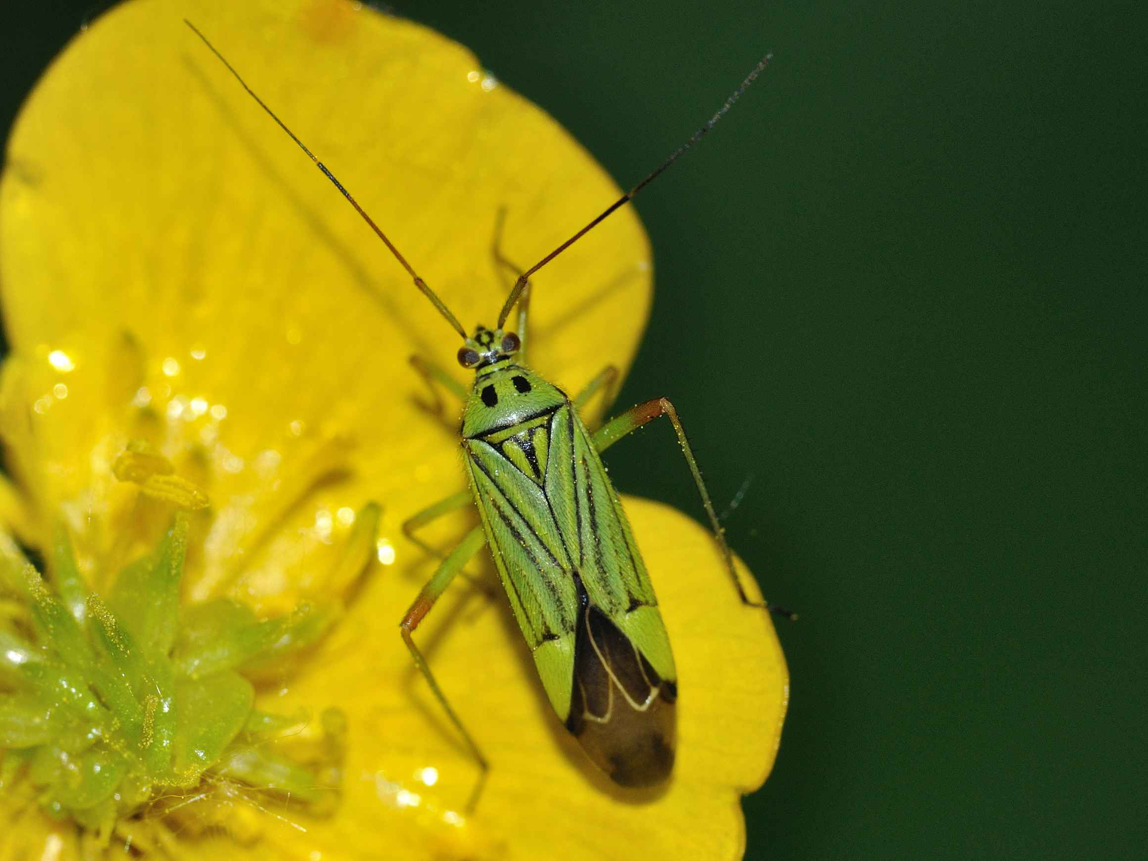 Miridae: Mermitelocerus schmidti di Rocca di Botte (AQ)