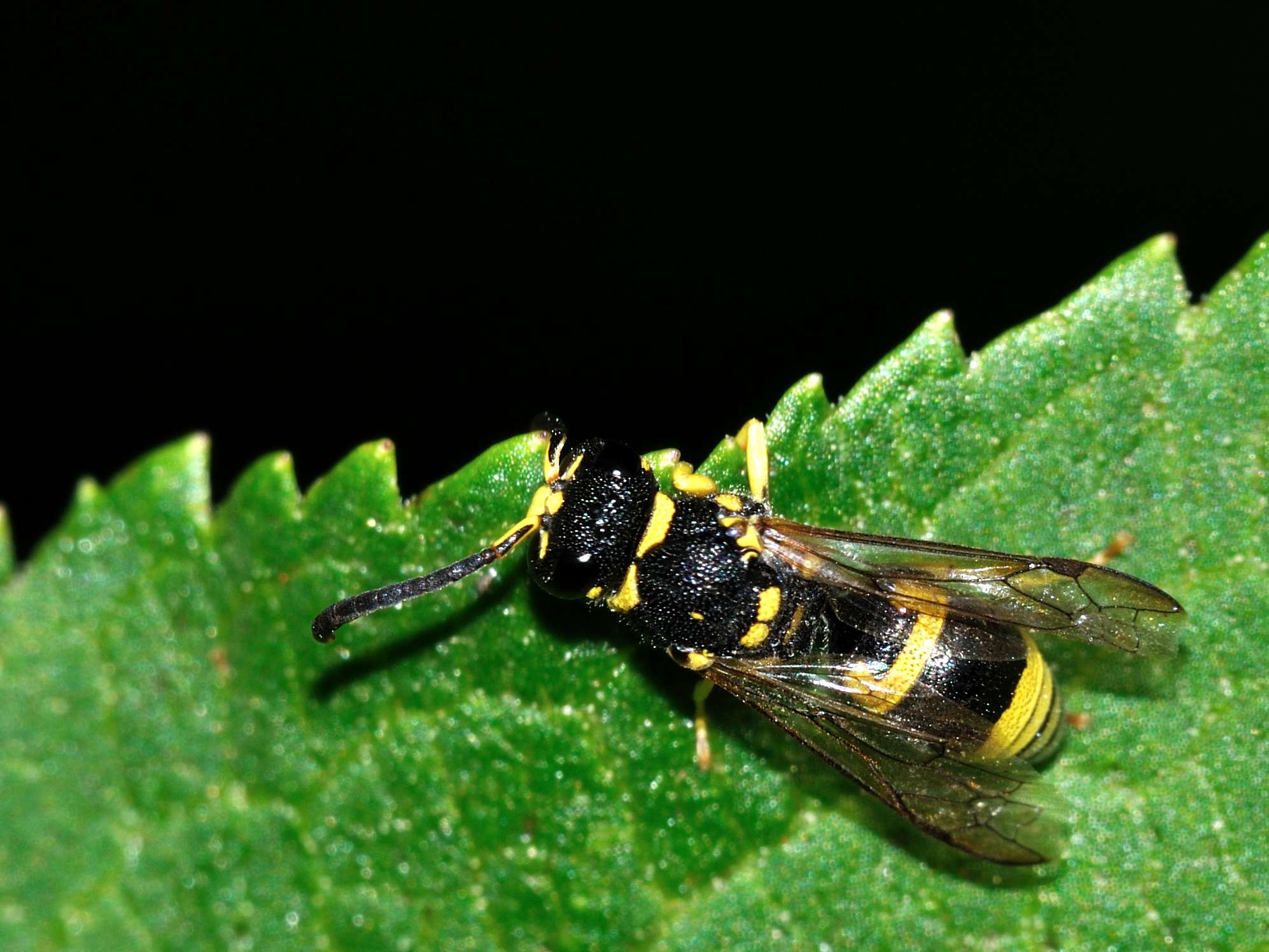 Vespidae Eumeninae:  cfr. Ancistrocerus sp.