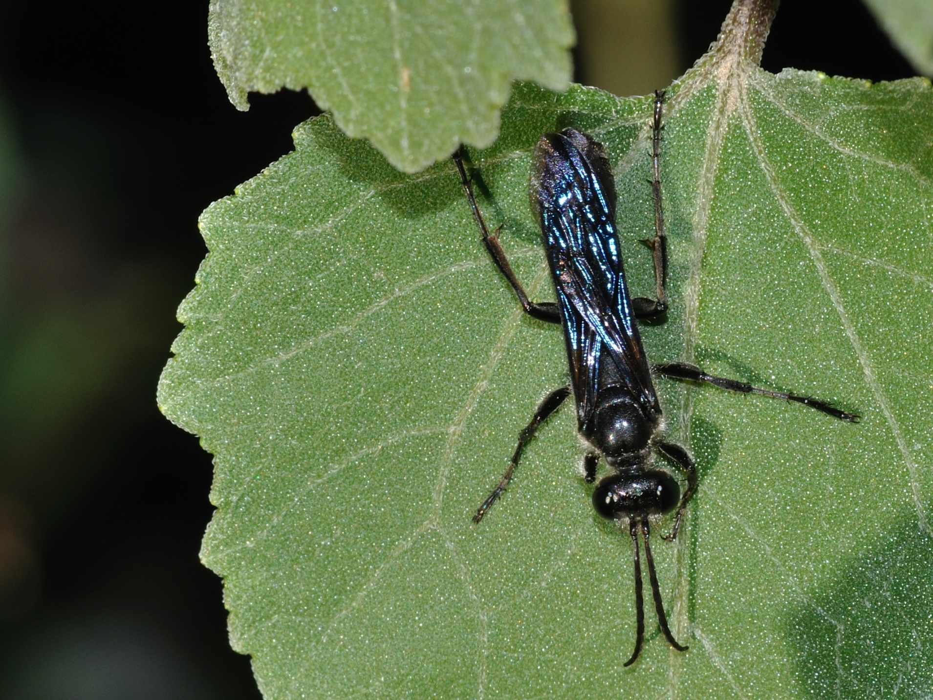 Hymenoptera 2: possibile Isodontia mexicana