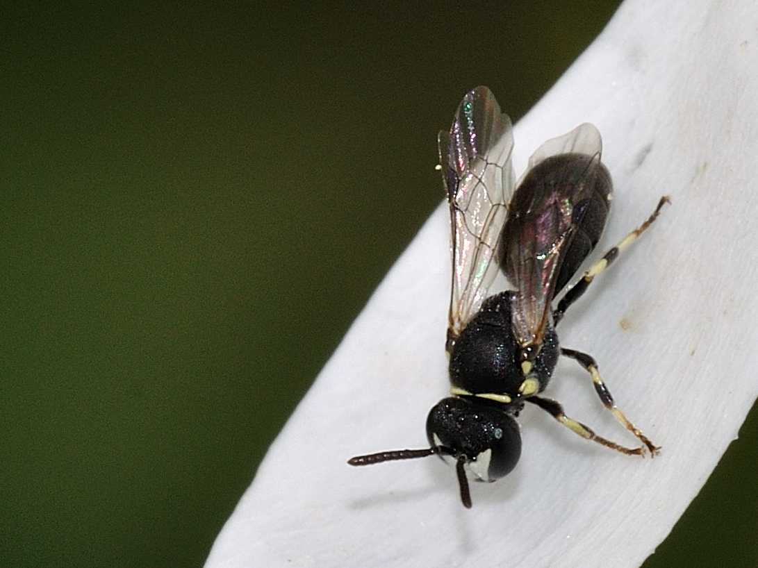 Maschio di Hylaeus sp.