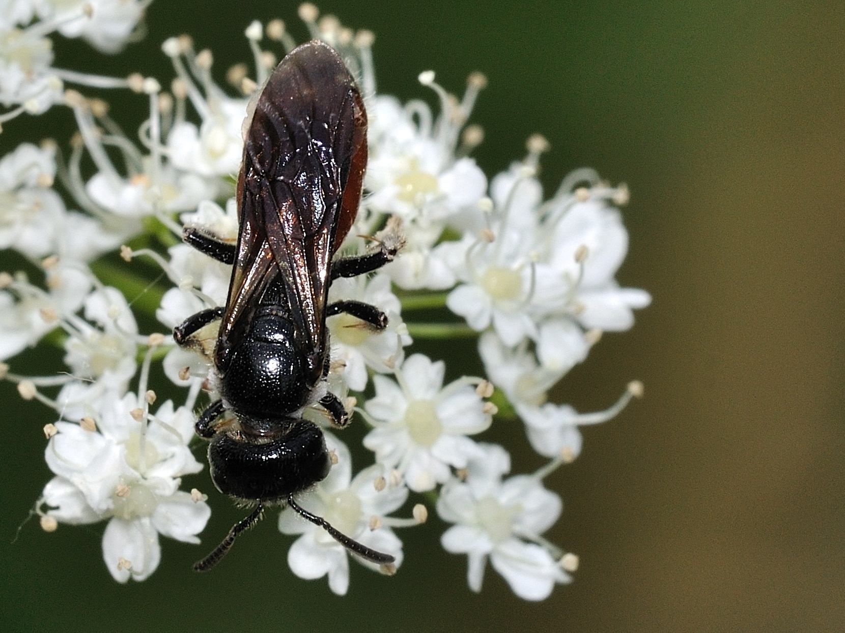 Sphecodes sp.