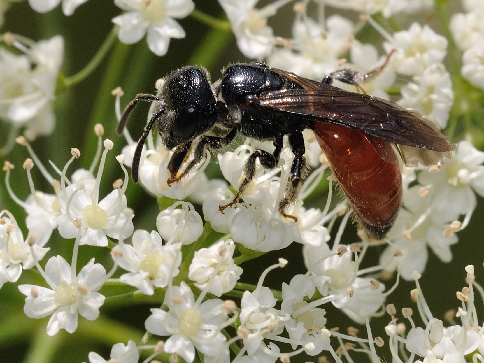 Sphecodes sp.