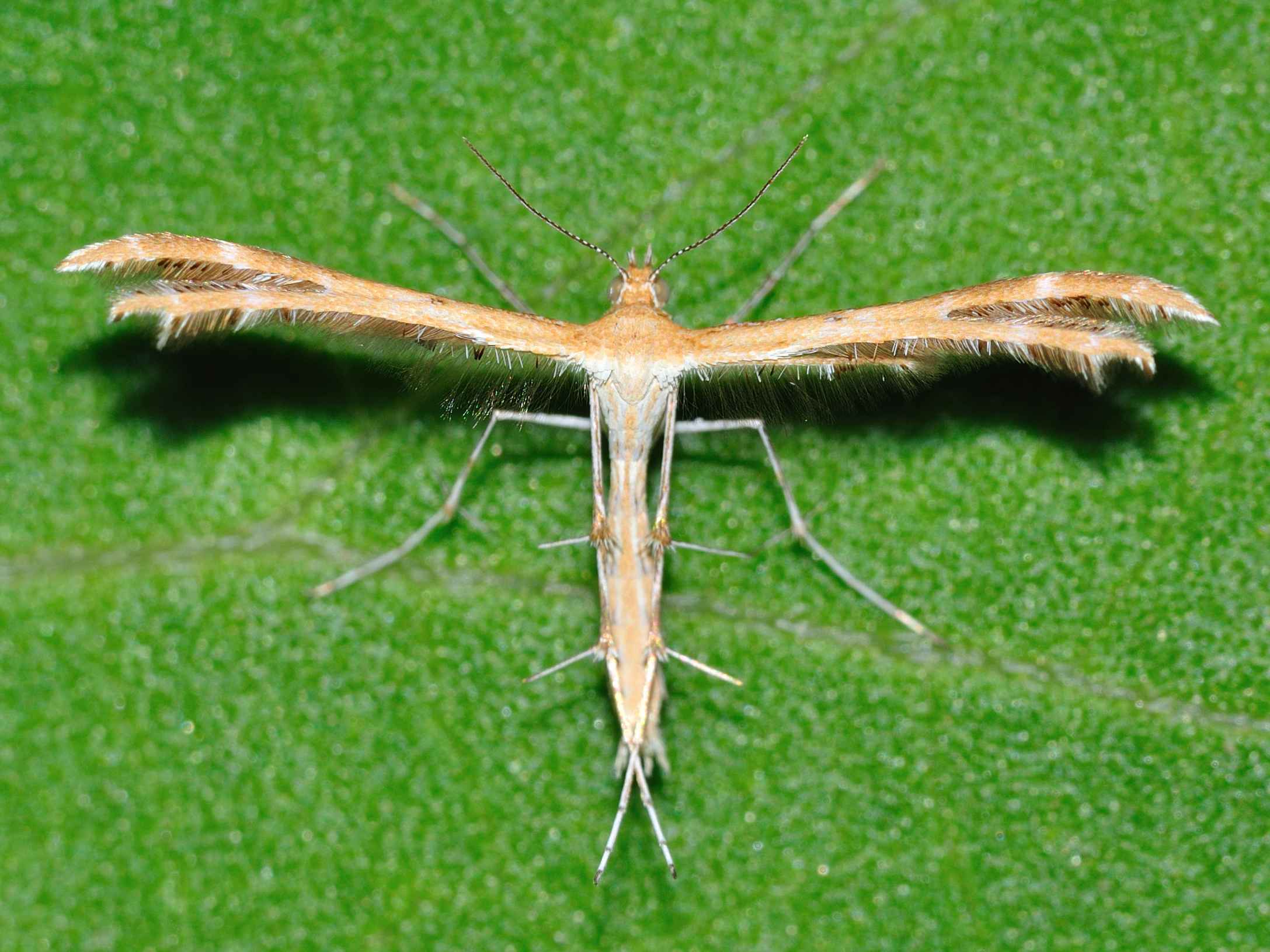 Pterophoridae?