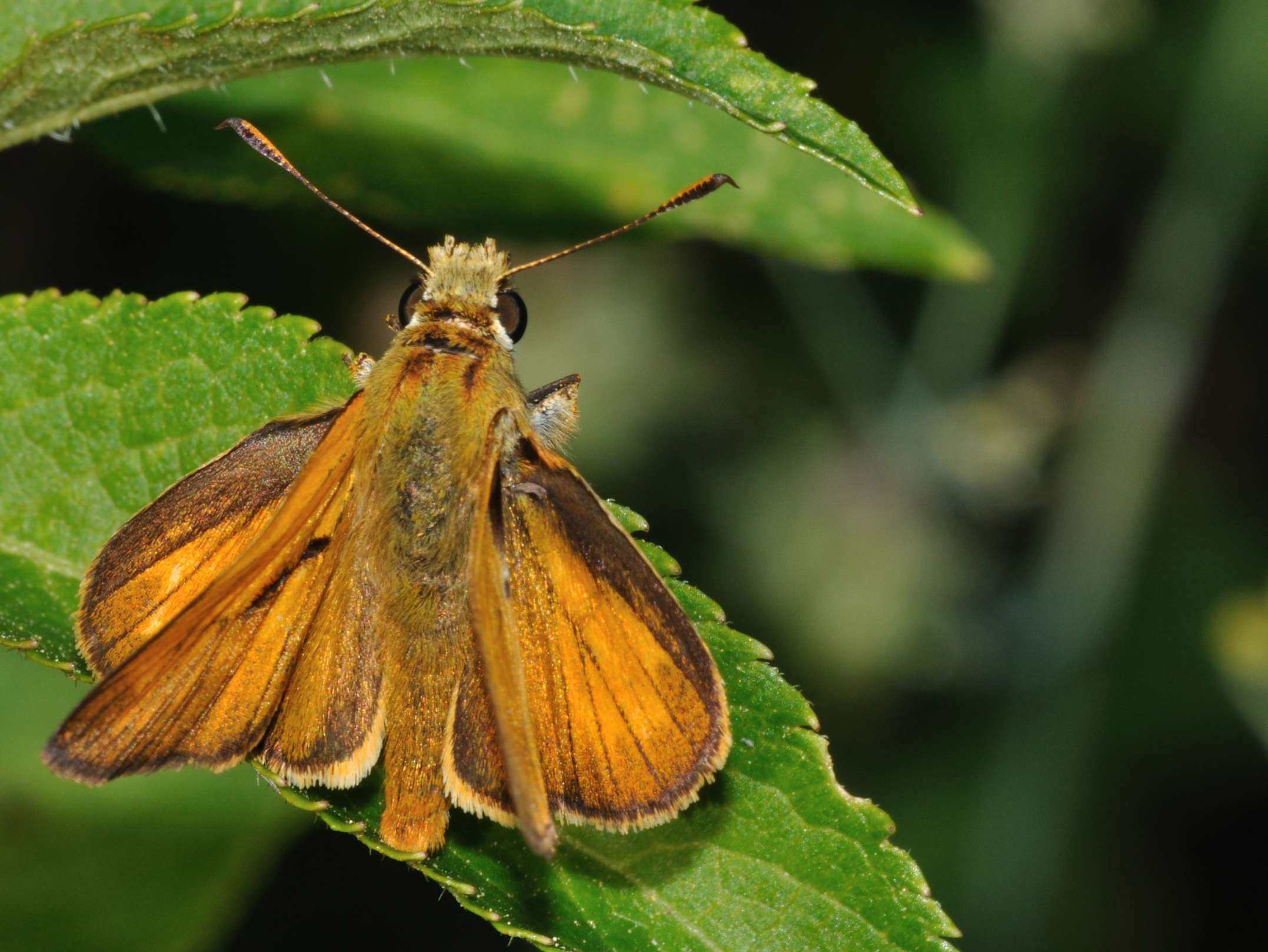 Thymelicus ? cf. Ochlodes sylvanus