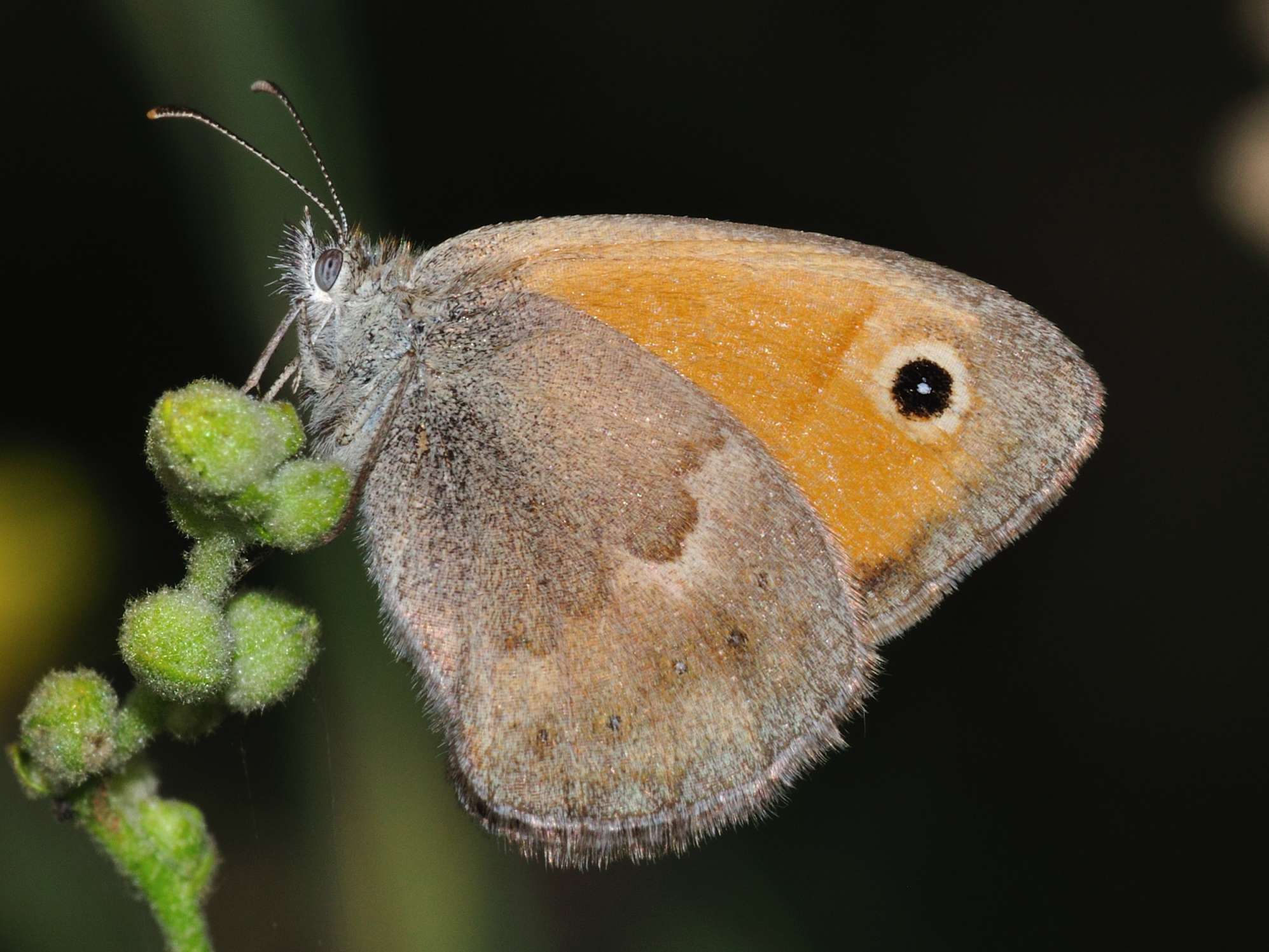 ID farfalla n.2 - Coenonympha pamphilus