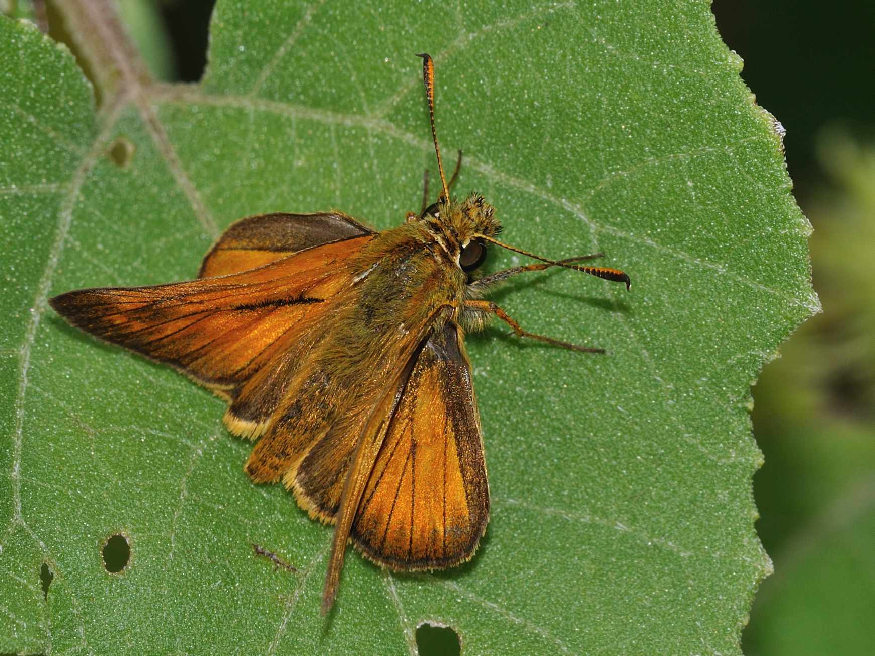 Thymelicus ? cf. Ochlodes sylvanus