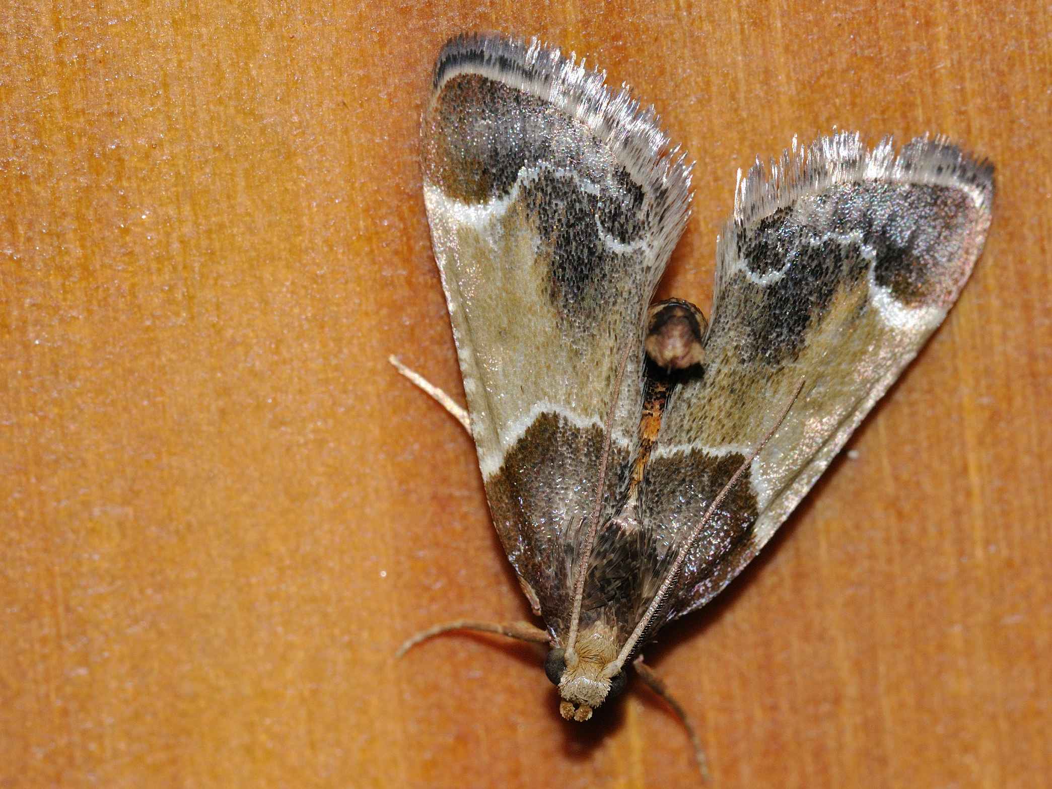 ID Lepidottero N.2 - Pyralis farinalis