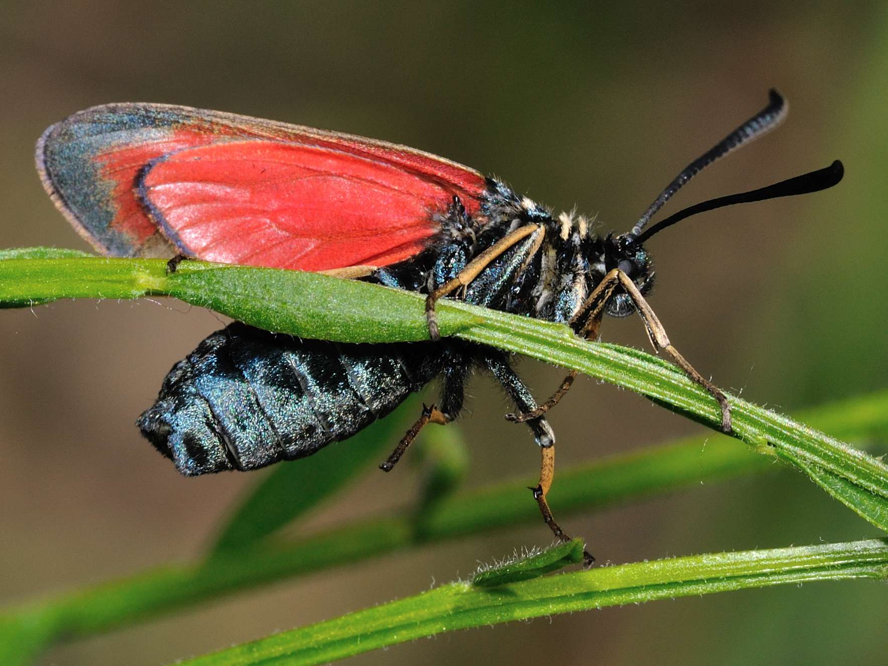 ID Lepidottera